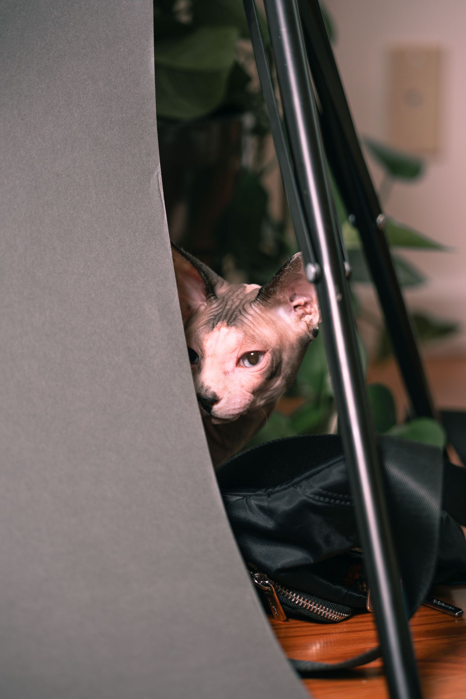 A hairless Sphynx cat peers curiously from behind gray fabric and a black metal frame, with green plants visible in the background.
