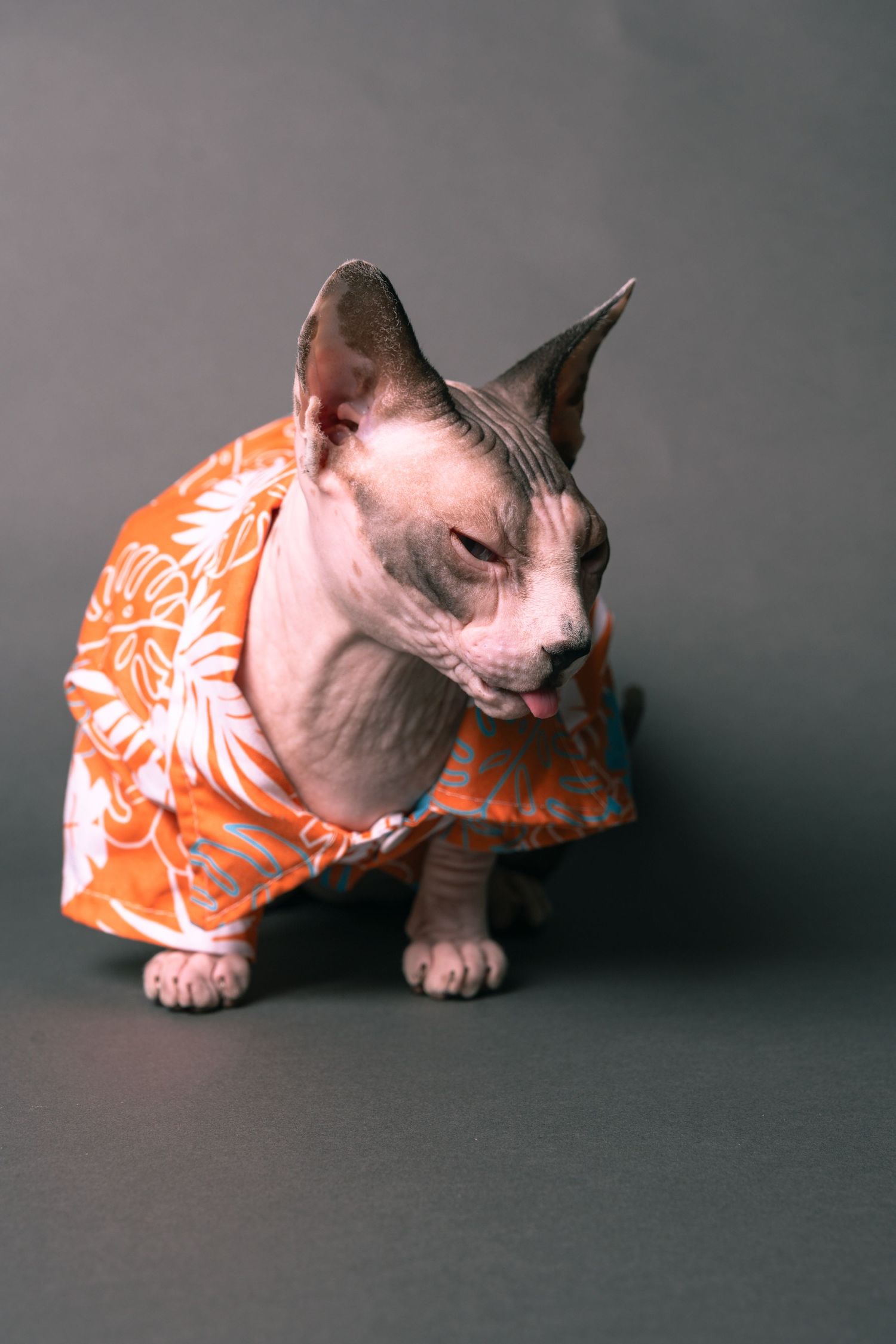 A hairless Sphynx cat wearing an orange floral Hawaiian shirt, sitting against a gray background.