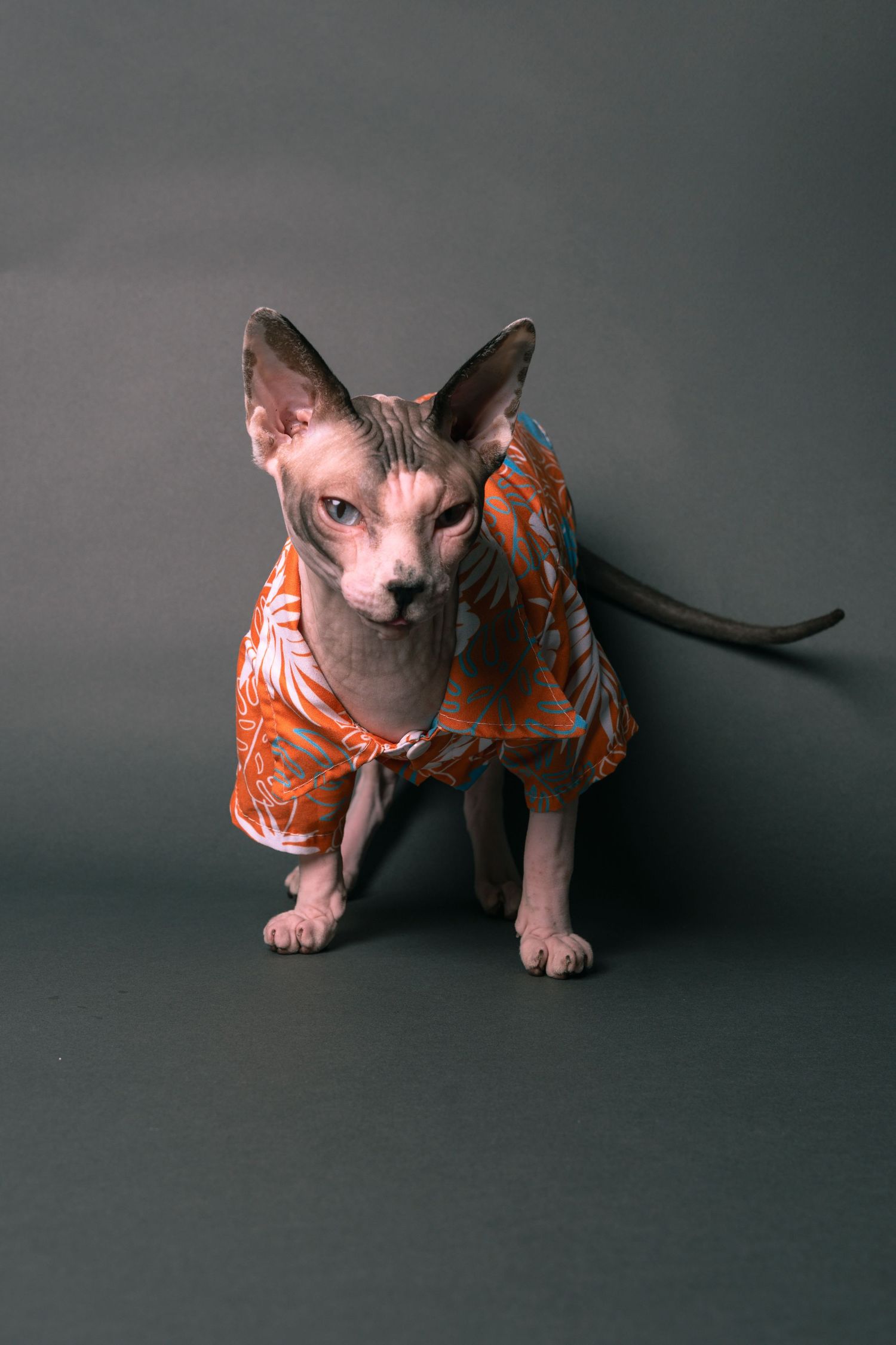 A hairless Sphynx cat wearing an orange floral shirt sits against a gray background.