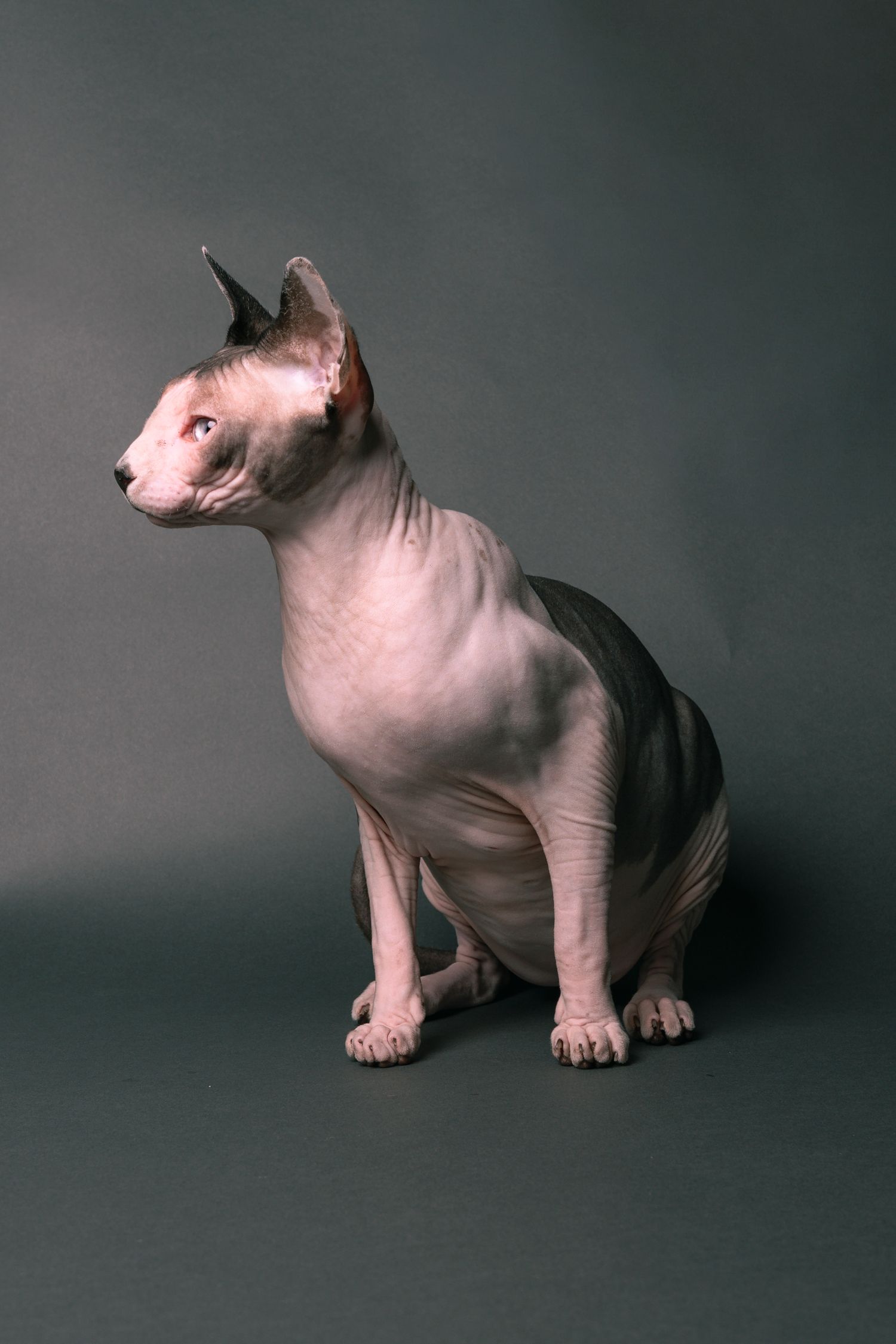 A hairless Sphynx cat sits upright on a gray background, showcasing its wrinkled skin and large ears.