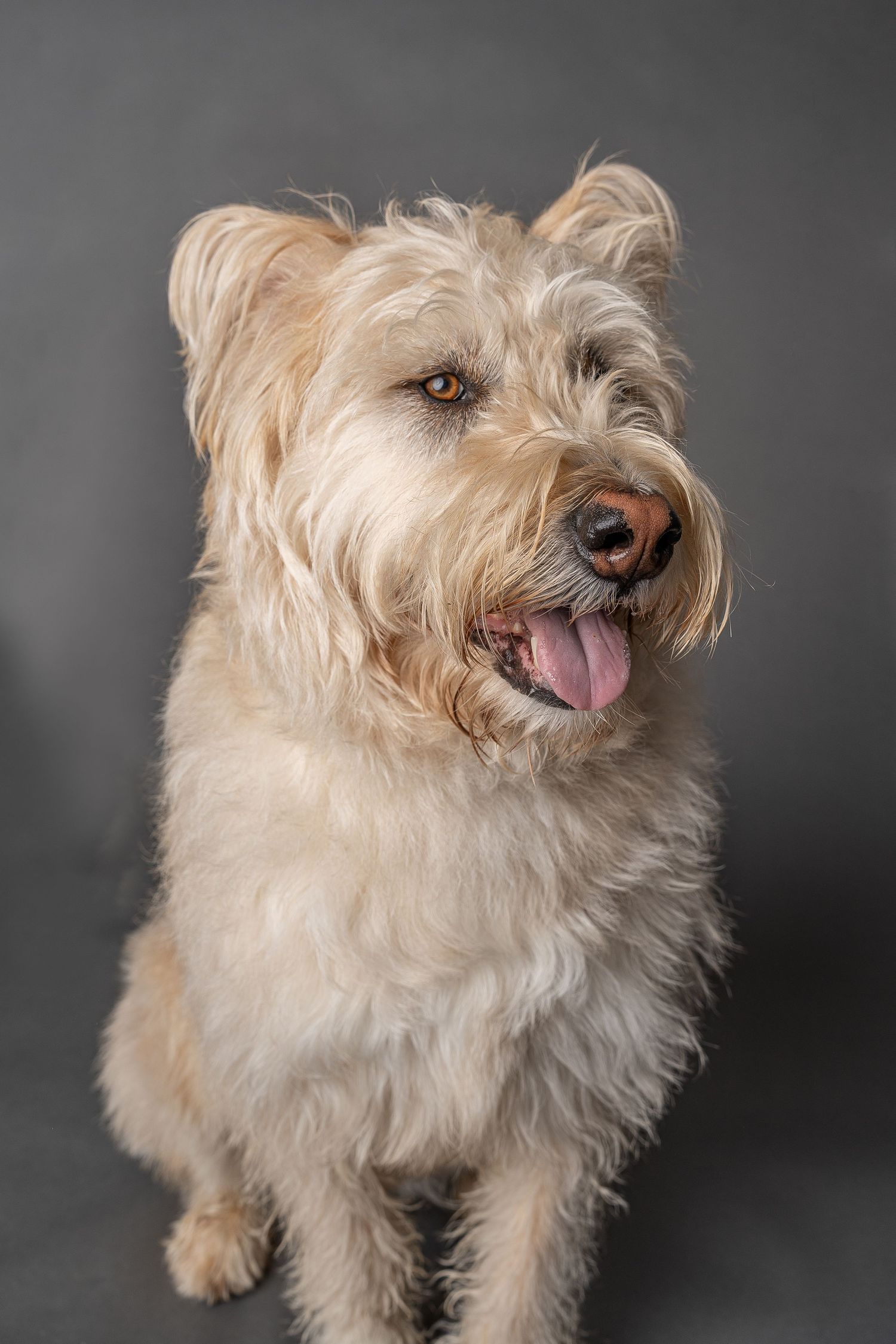 Fluffy cream-colored terrier mix dog with tongue out sitting against a gray studio background.