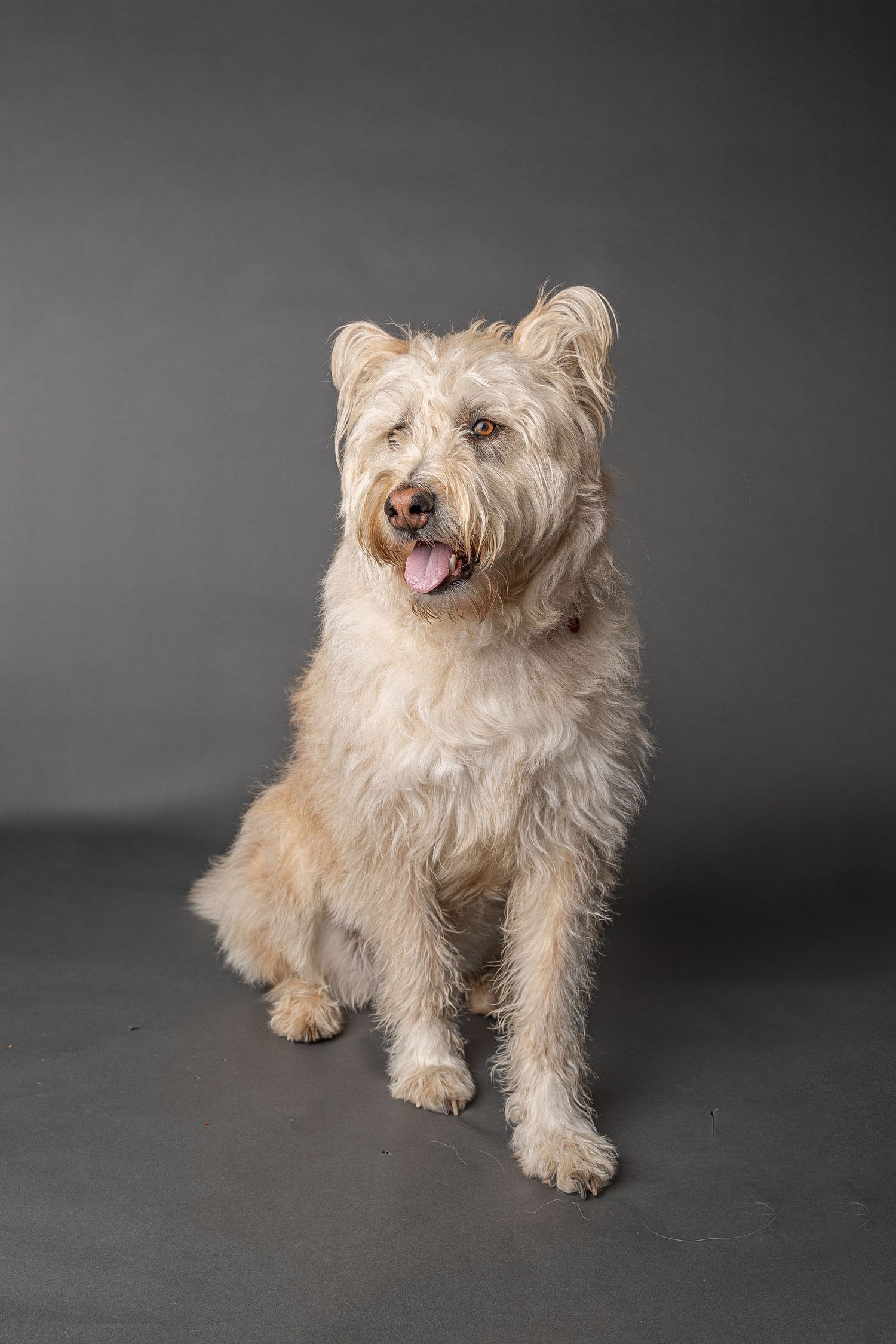 Fluffy cream-colored terrier mix dog sitting against gray studio background with tongue out.