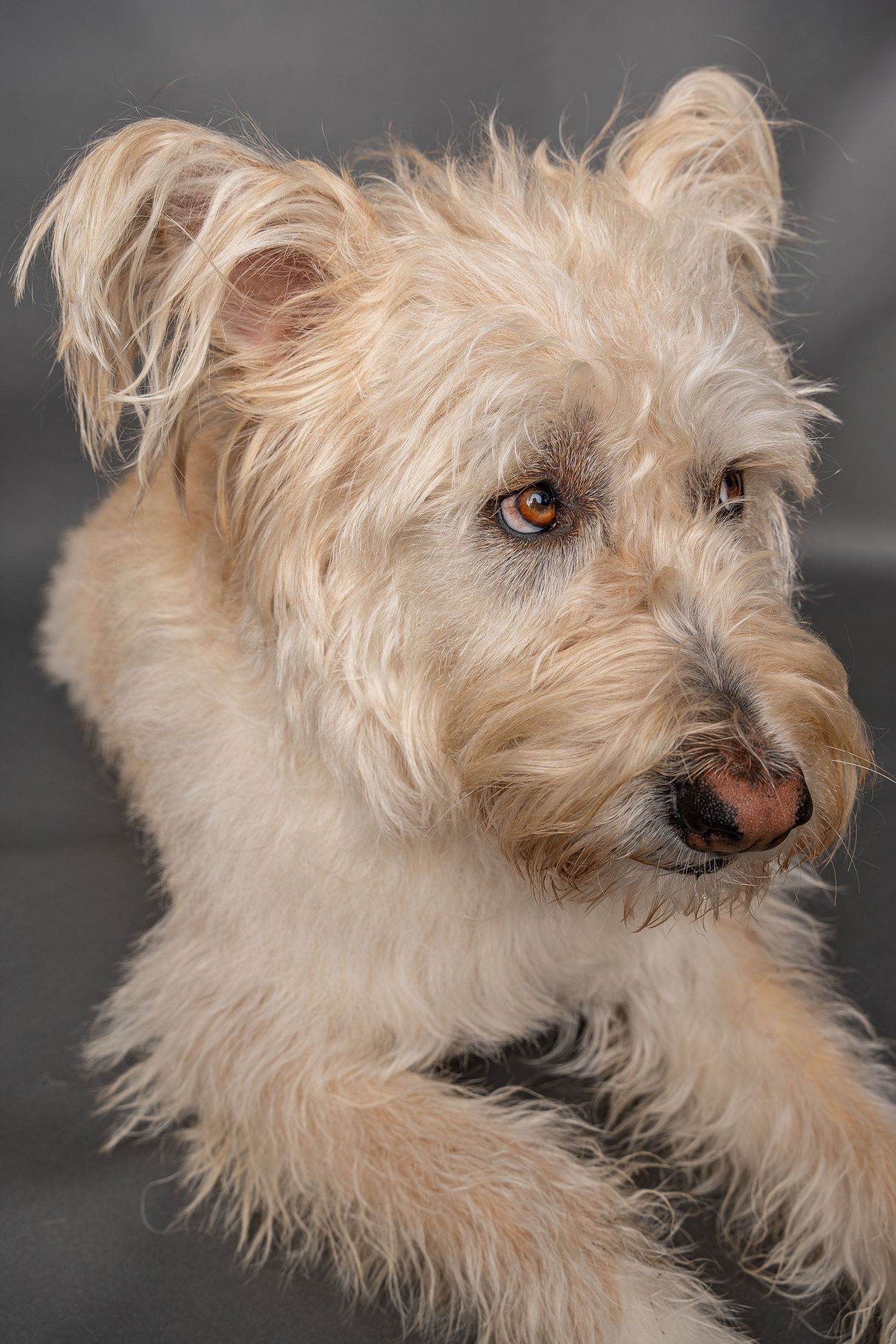 Fluffy cream-colored terrier dog with expressive brown eyes posed against a gray studio background.