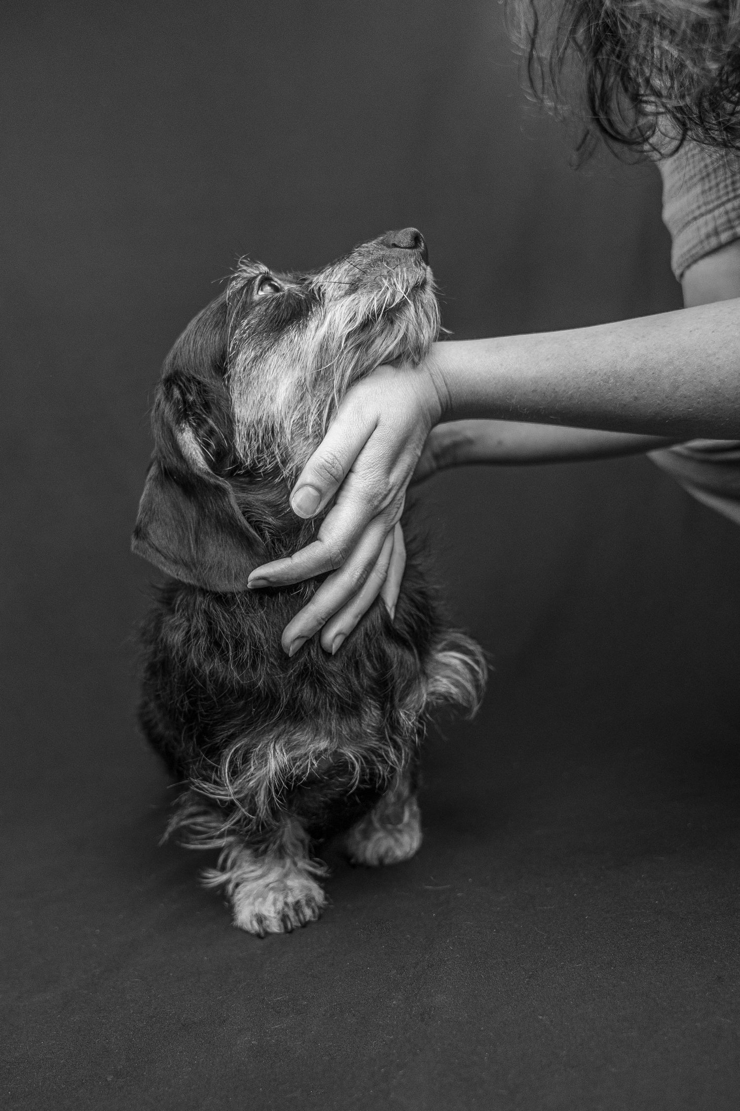 Black and white photo of a small scruffy dog being gently petted by a person's hand against a dark background.