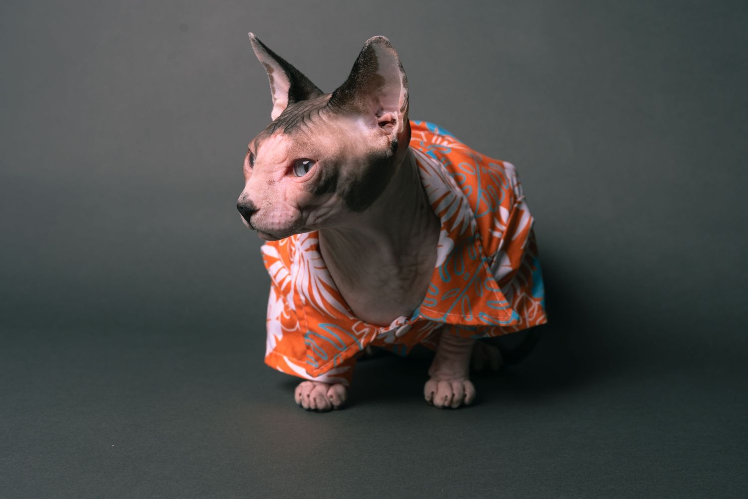 A hairless Sphynx cat wearing an orange floral Hawaiian shirt, posed against a dark gray background.