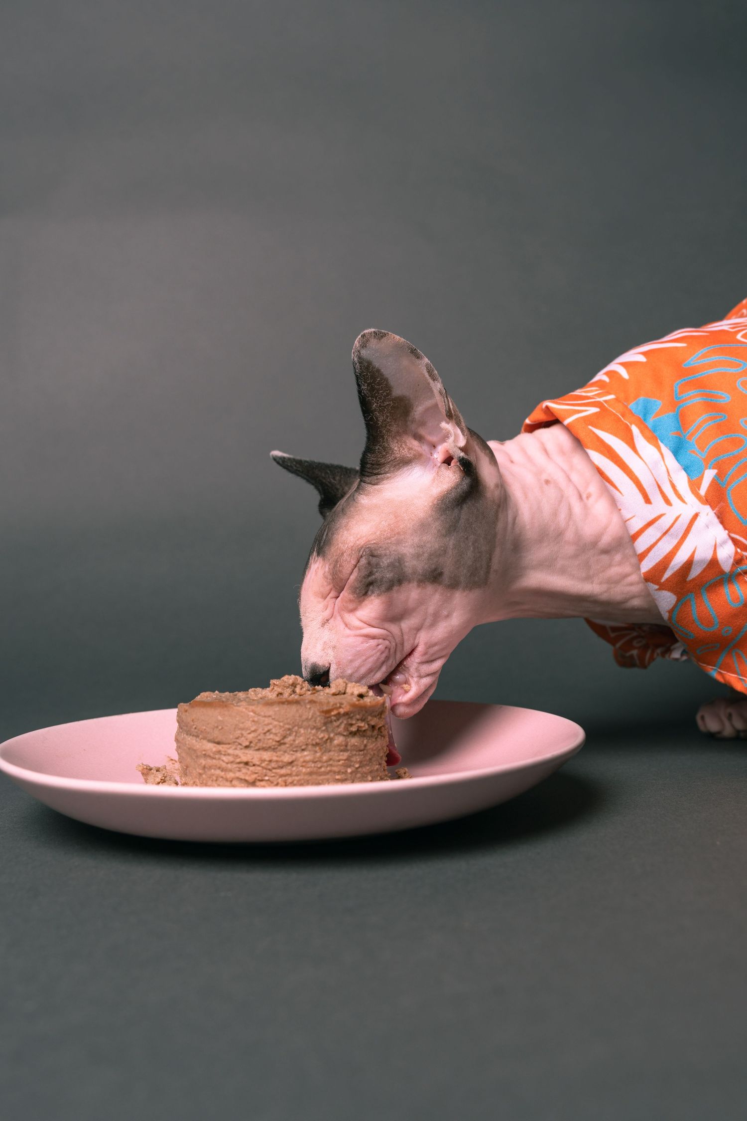 A hairless Sphynx cat wearing an orange floral shirt eats food from a pink plate against a gray background.
