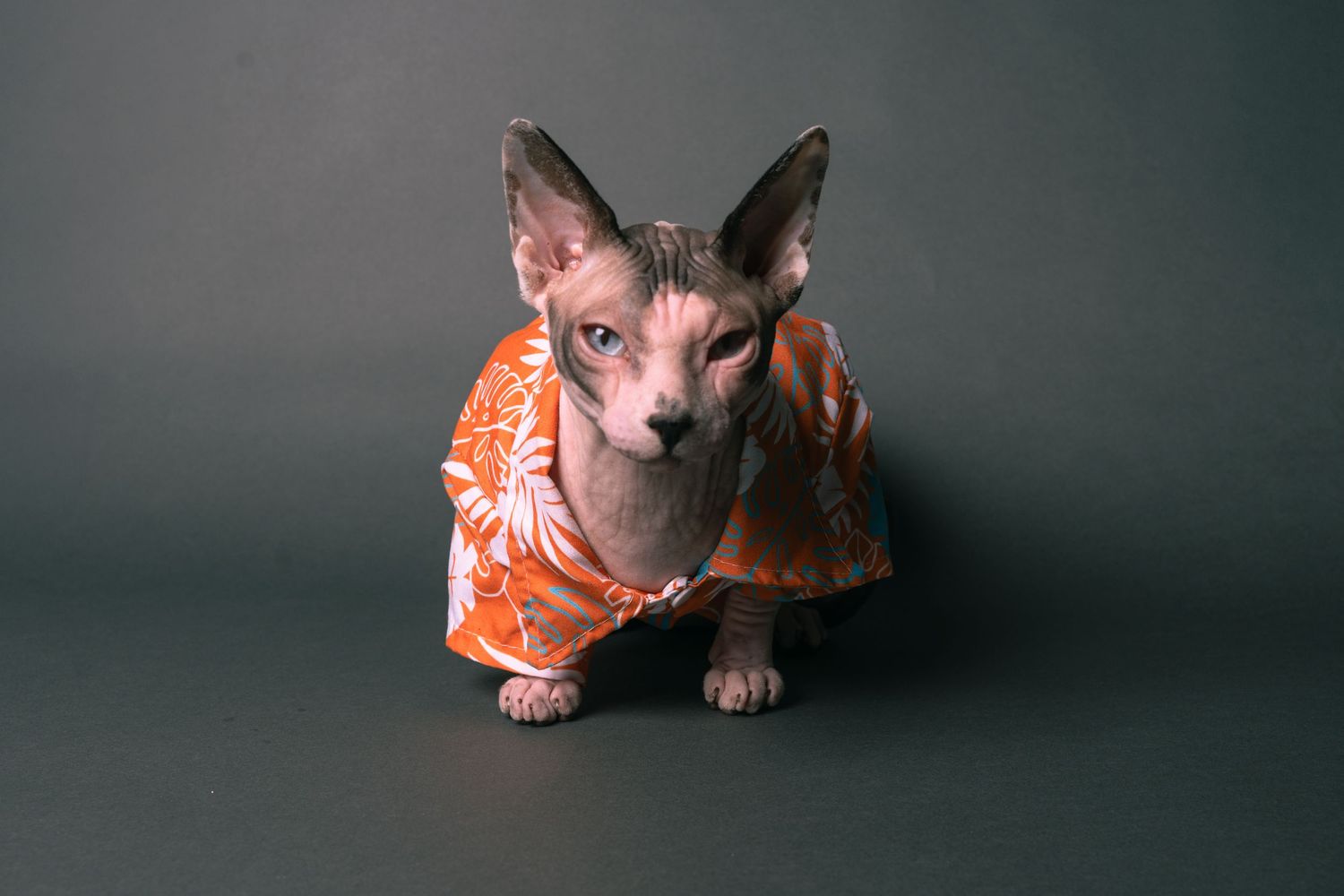 A hairless Sphynx cat wearing an orange floral Hawaiian shirt poses against a dark gray background.