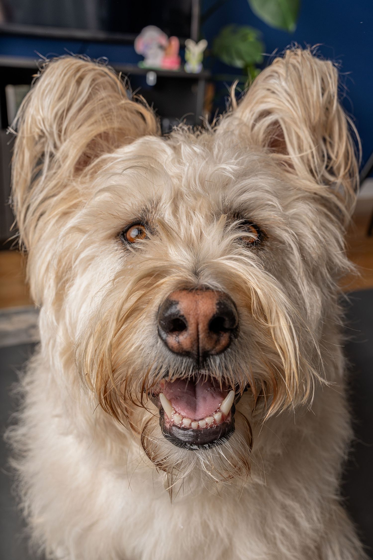A fluffy cream-colored terrier dog with bright eyes and an open mouth smiling indoors.