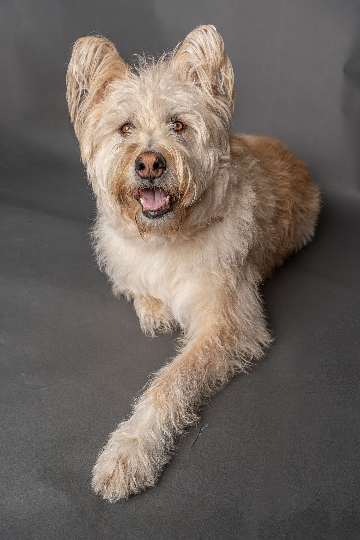 Fluffy tan and cream mixed breed dog lying down with tongue out against a gray studio background.