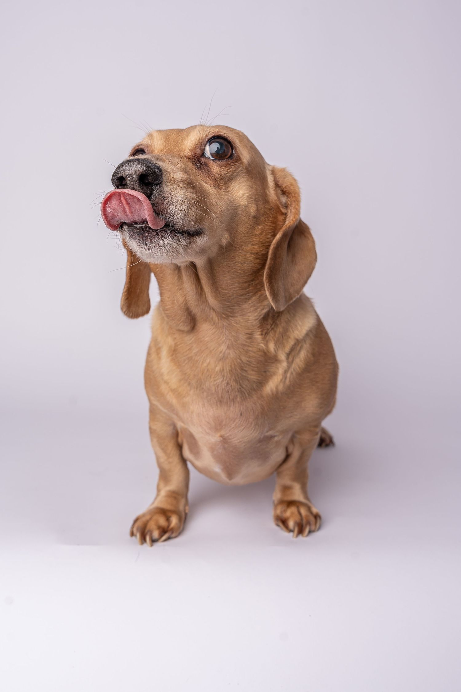 A cute dachshund dog sitting on a white background, looking up with its tongue out.