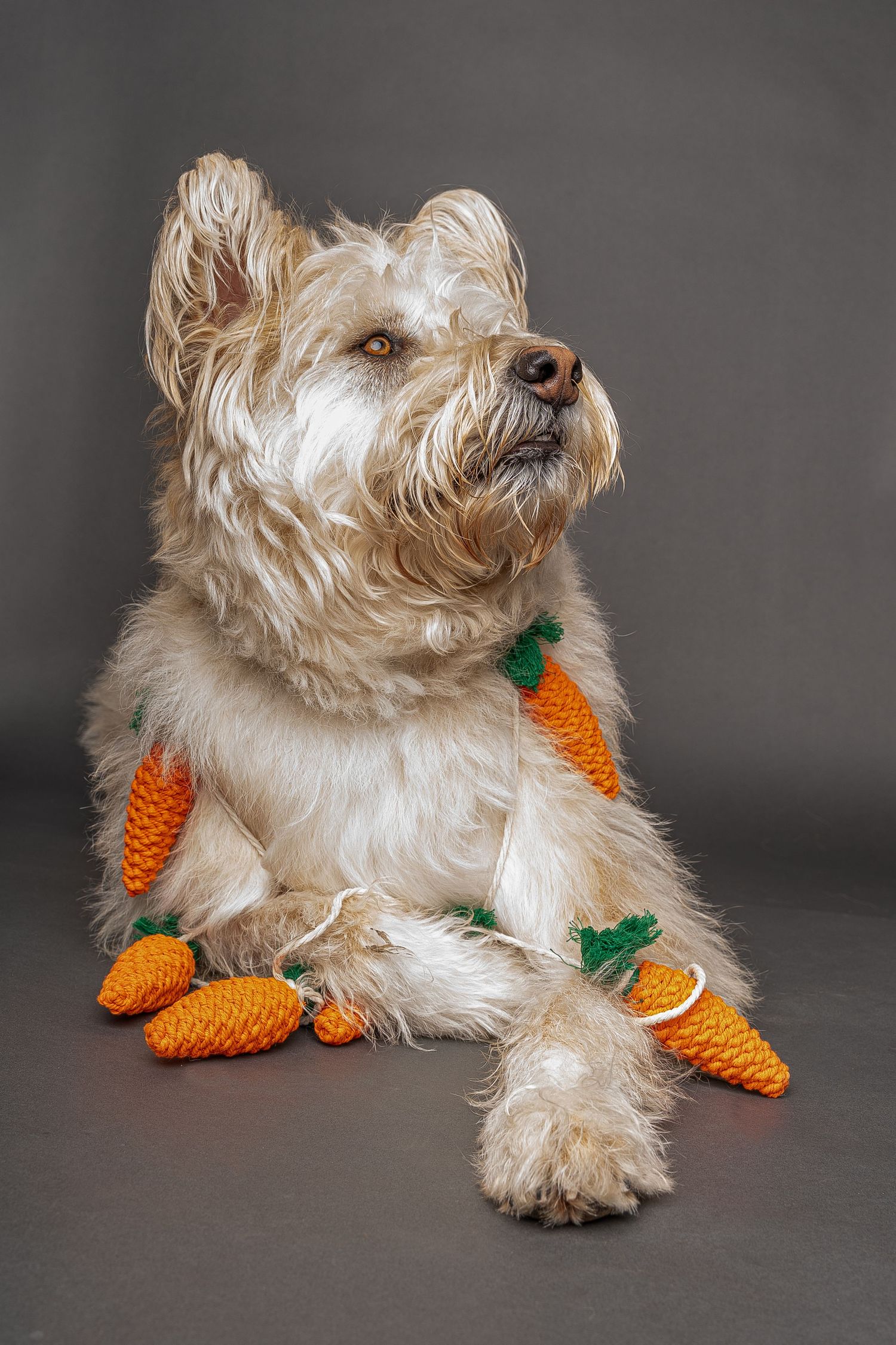 Fluffy white Cairn Terrier dog lying down wearing knitted orange carrot garland on gray background.