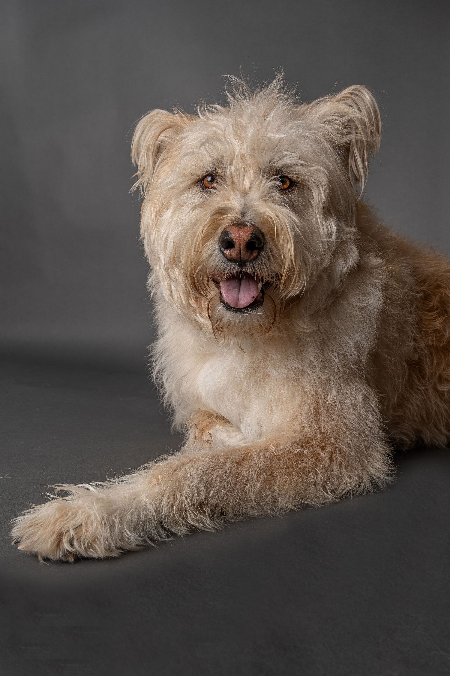 Fluffy tan terrier mix dog lying down with mouth open and tongue out against a gray studio background.