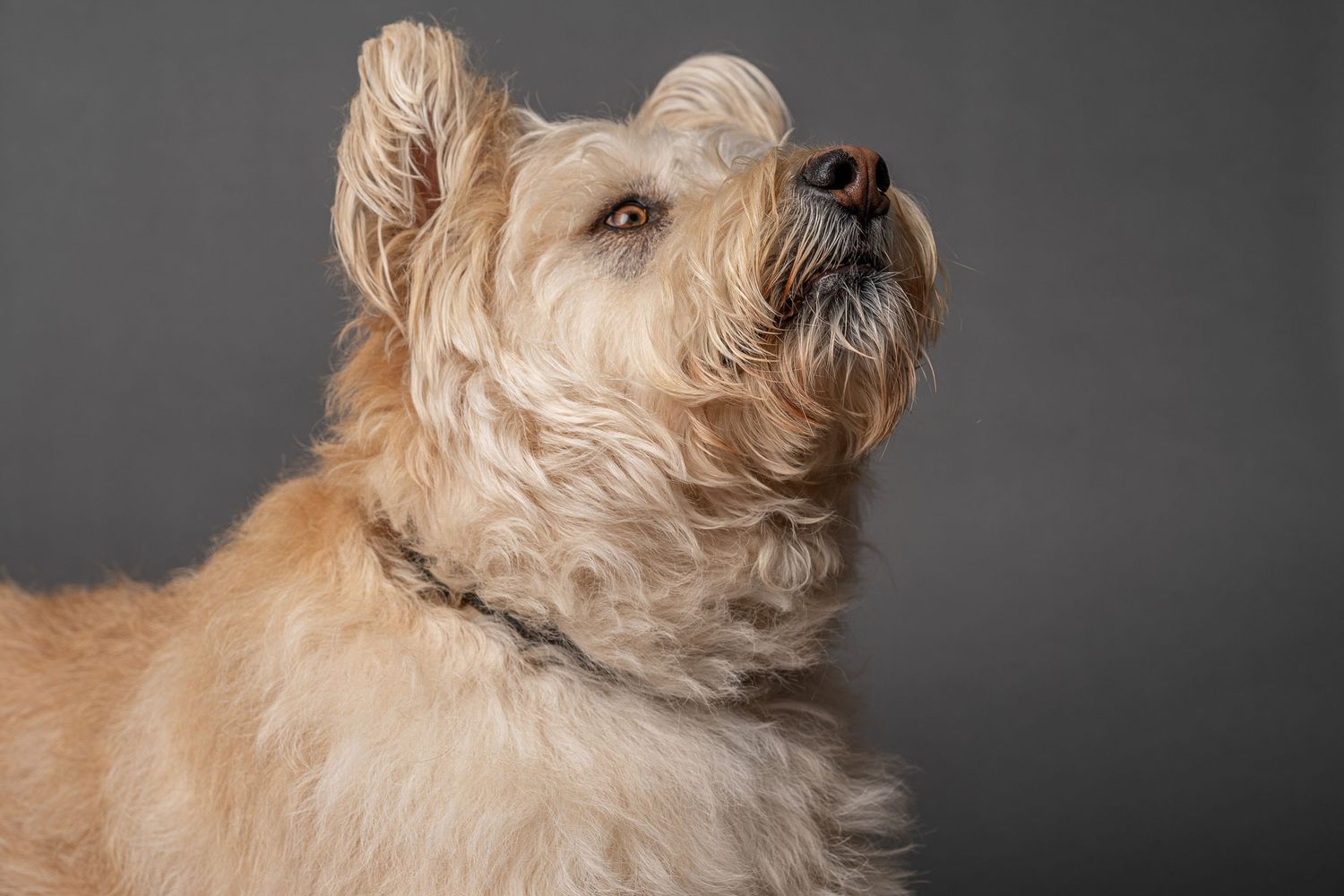 Fluffy cream-colored terrier dog looking up against a gray studio background, wearing a collar.