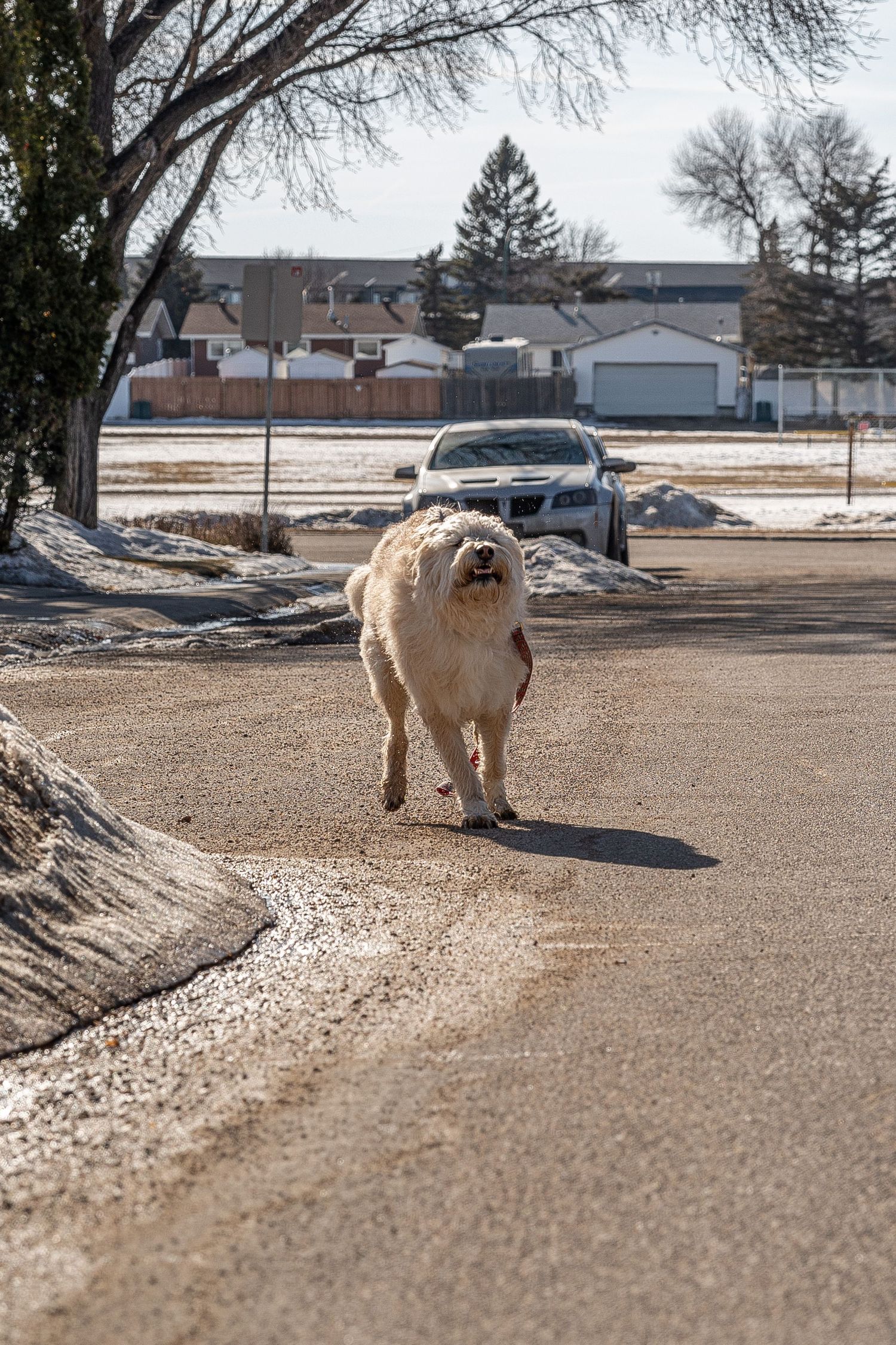 Fluffy golden dog running freely down a suburban street in winter, with snow patches and parked cars in the background.