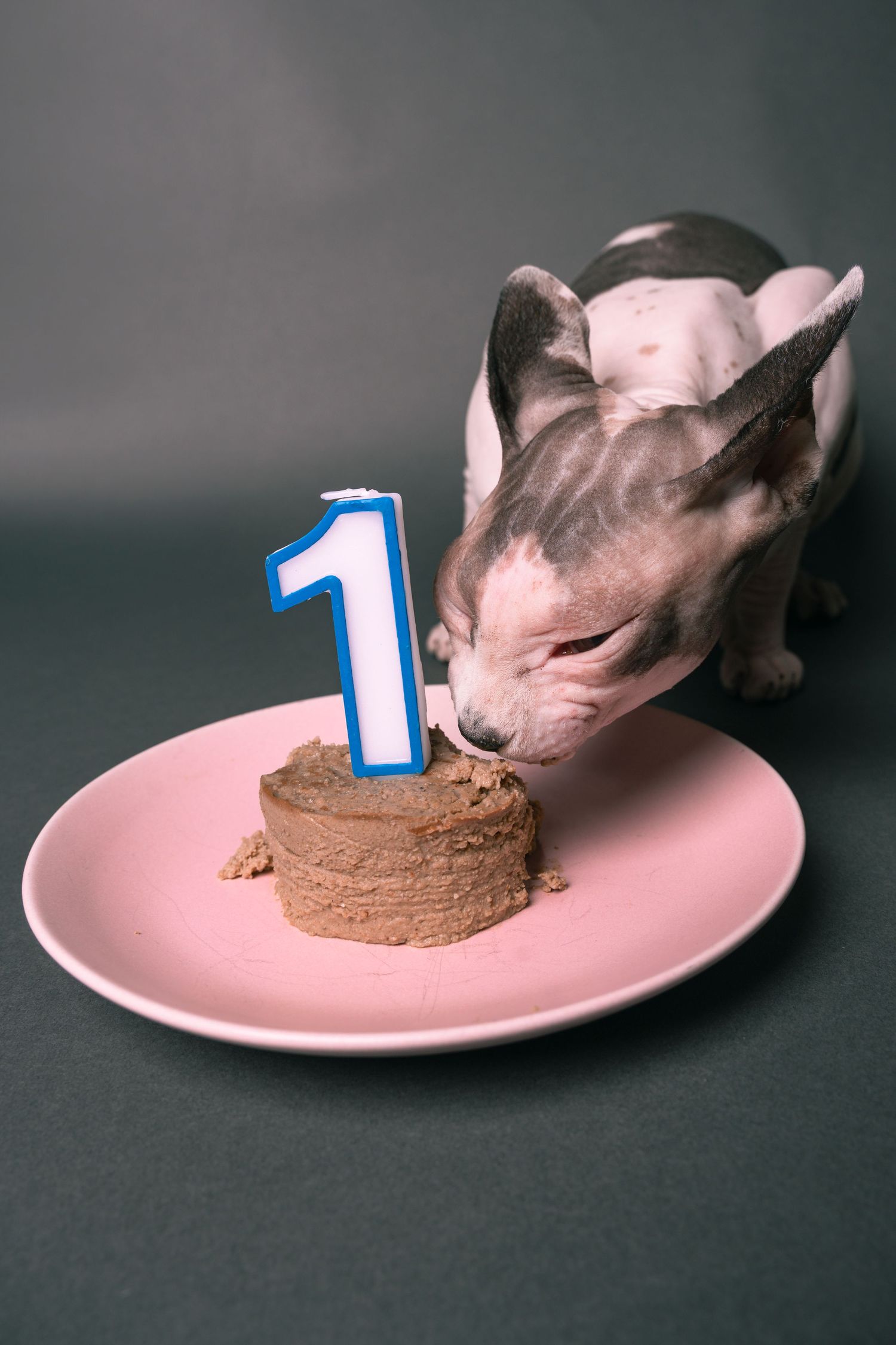 A hairless Sphynx cat eating a small brown cake with a number 1 candle on a pink plate, celebrating its first birthday.