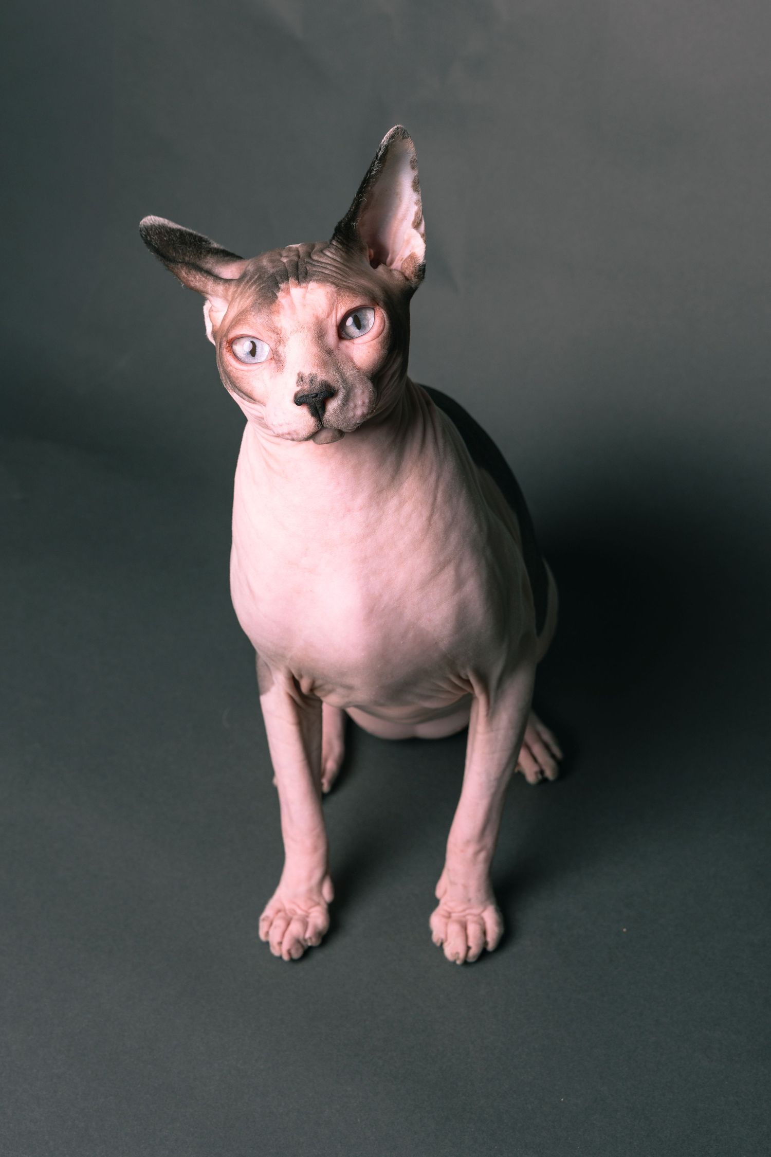 A hairless Sphynx cat with large ears sits upright on a gray background, looking upward with blue eyes.