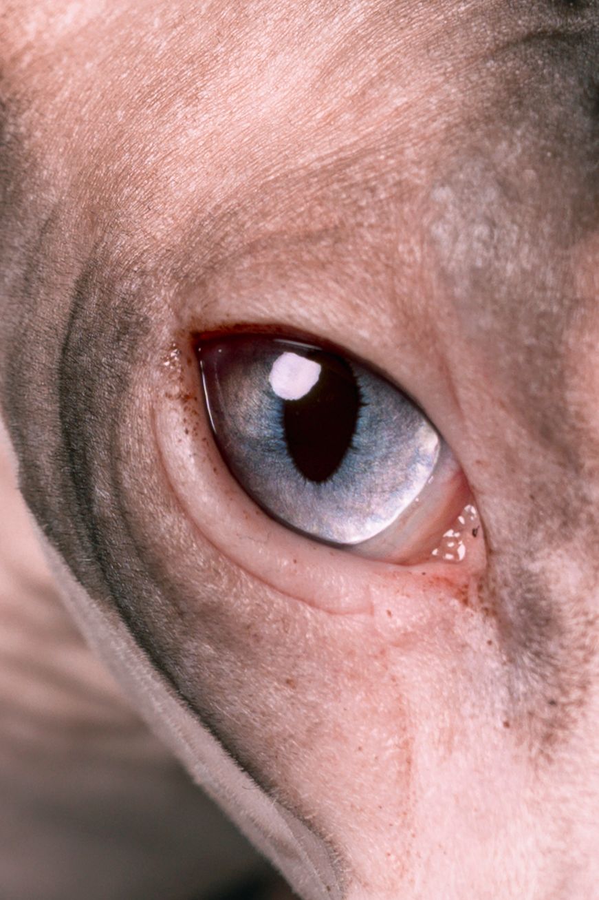 Close-up macro photograph of a Sphynx cat's blue eye showing detailed iris texture and wrinkled hairless skin.