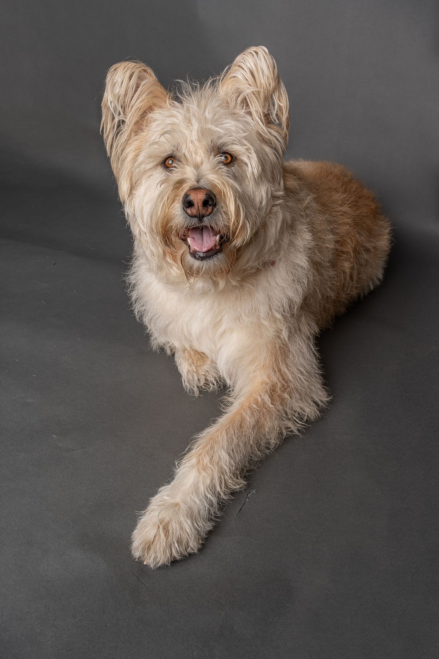 Fluffy tan terrier mix dog lying down with tongue out against a gray studio background.