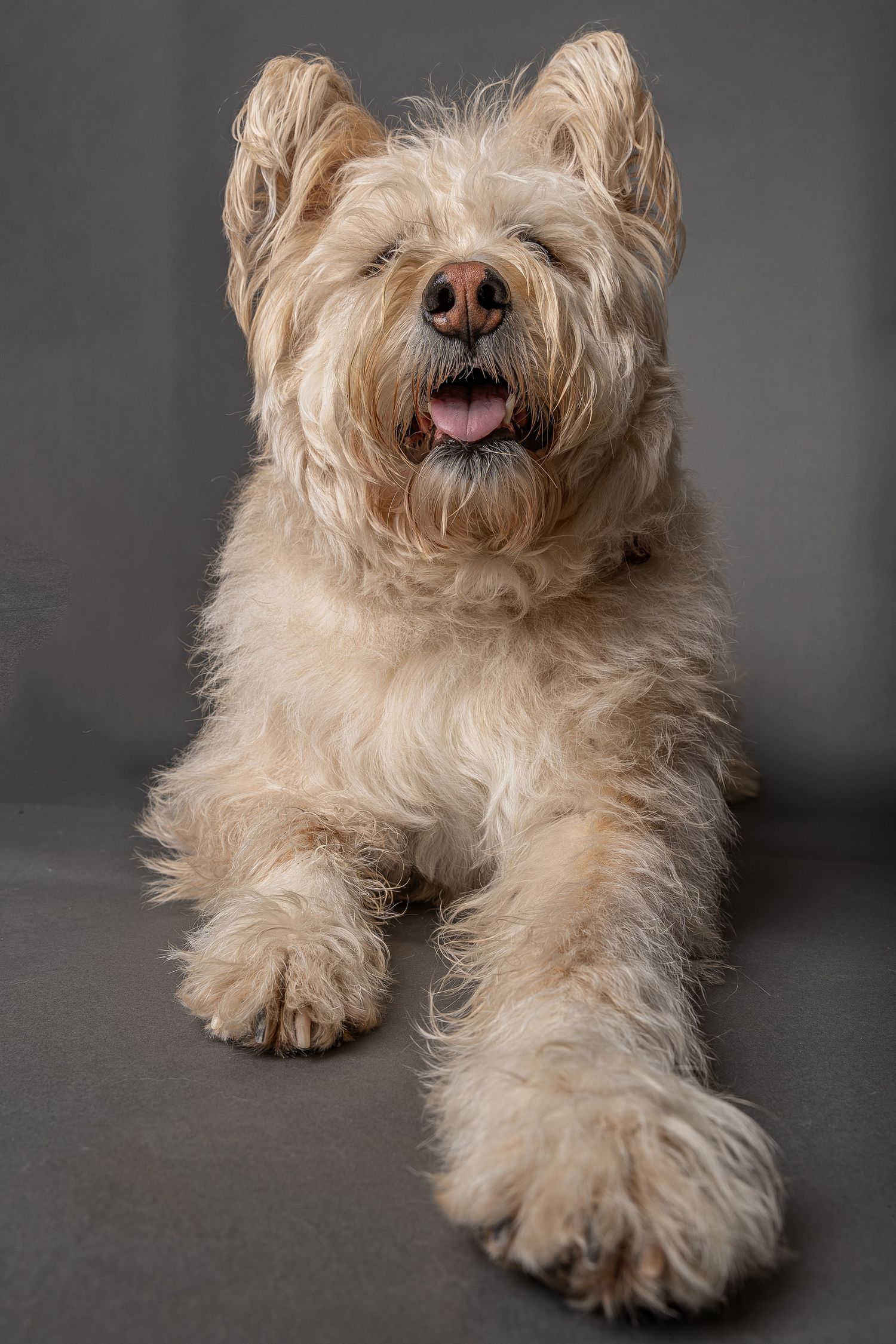 Fluffy cream-colored terrier dog lying down with tongue out against gray studio background.