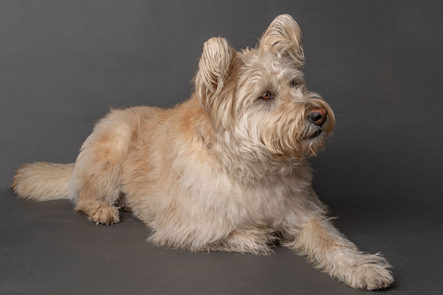Fluffy cream-colored terrier dog lying down against a gray studio background.