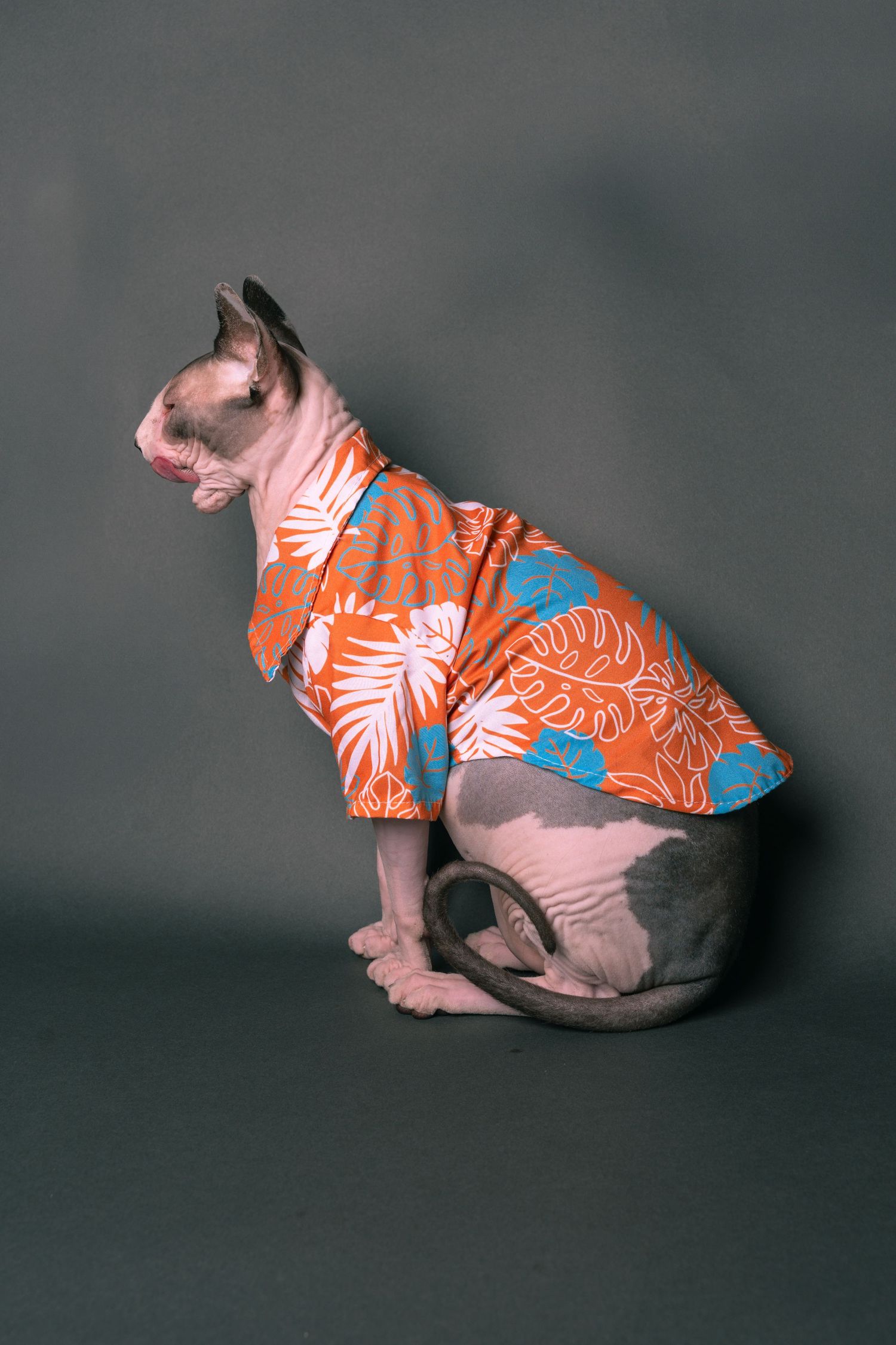 A hairless Sphynx cat wearing an orange tropical Hawaiian shirt sits posed against a gray background.