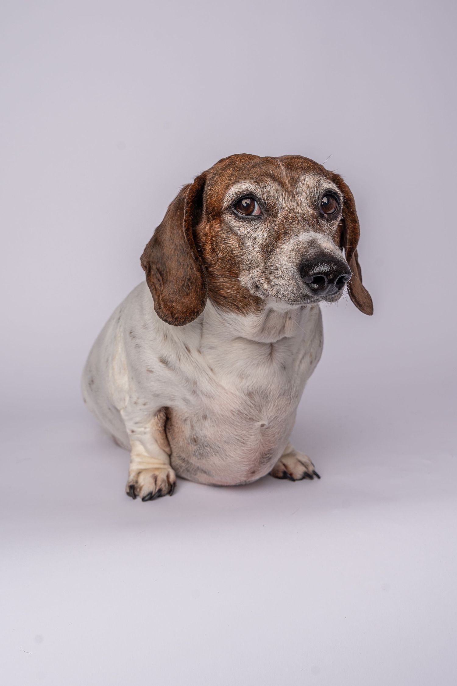 Senior dachshund dog with brown and white coat sitting against a light gray studio background.