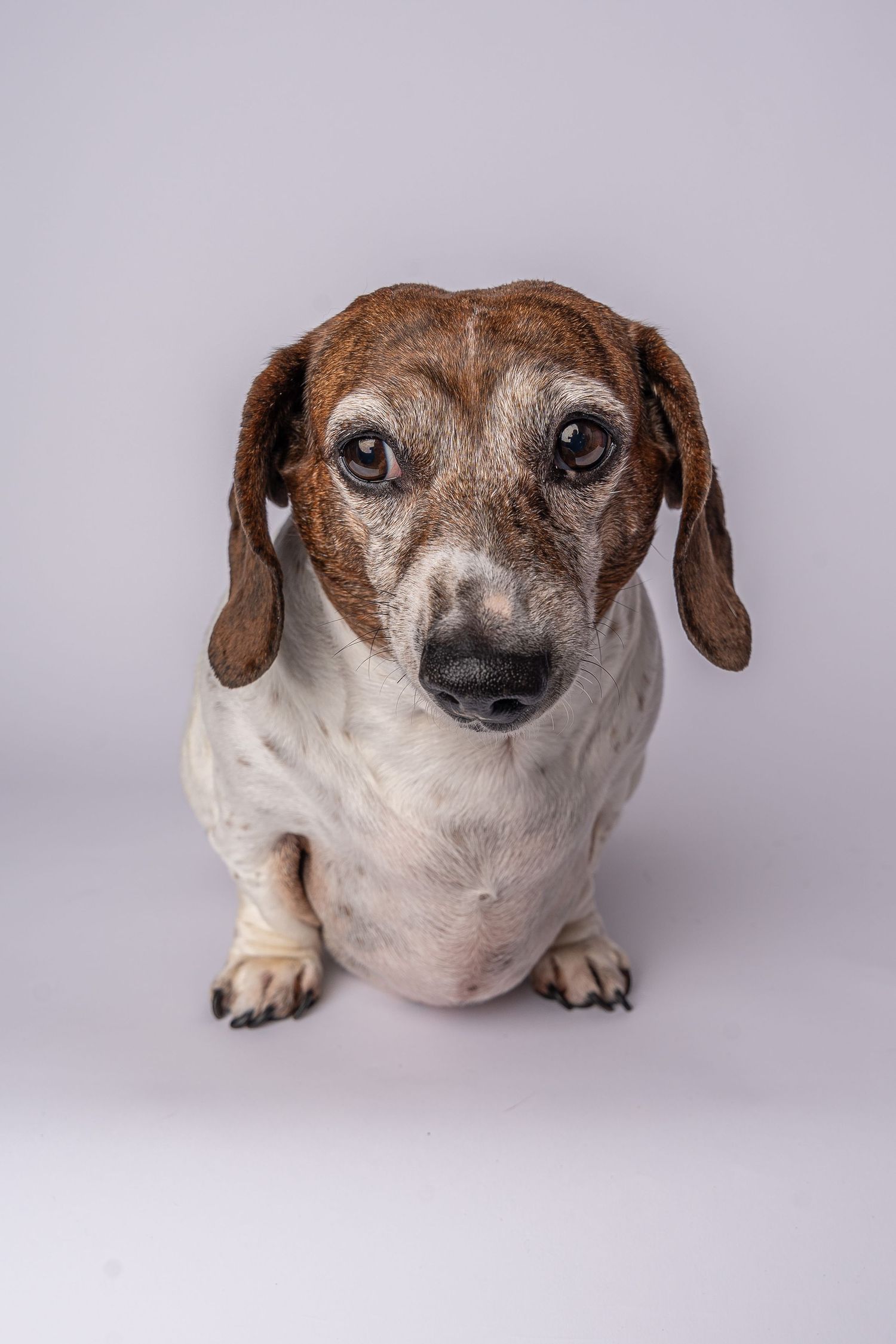 Senior dachshund dog with brown and white coat sitting against a gray studio background, looking directly at camera.Saskatchewan.
