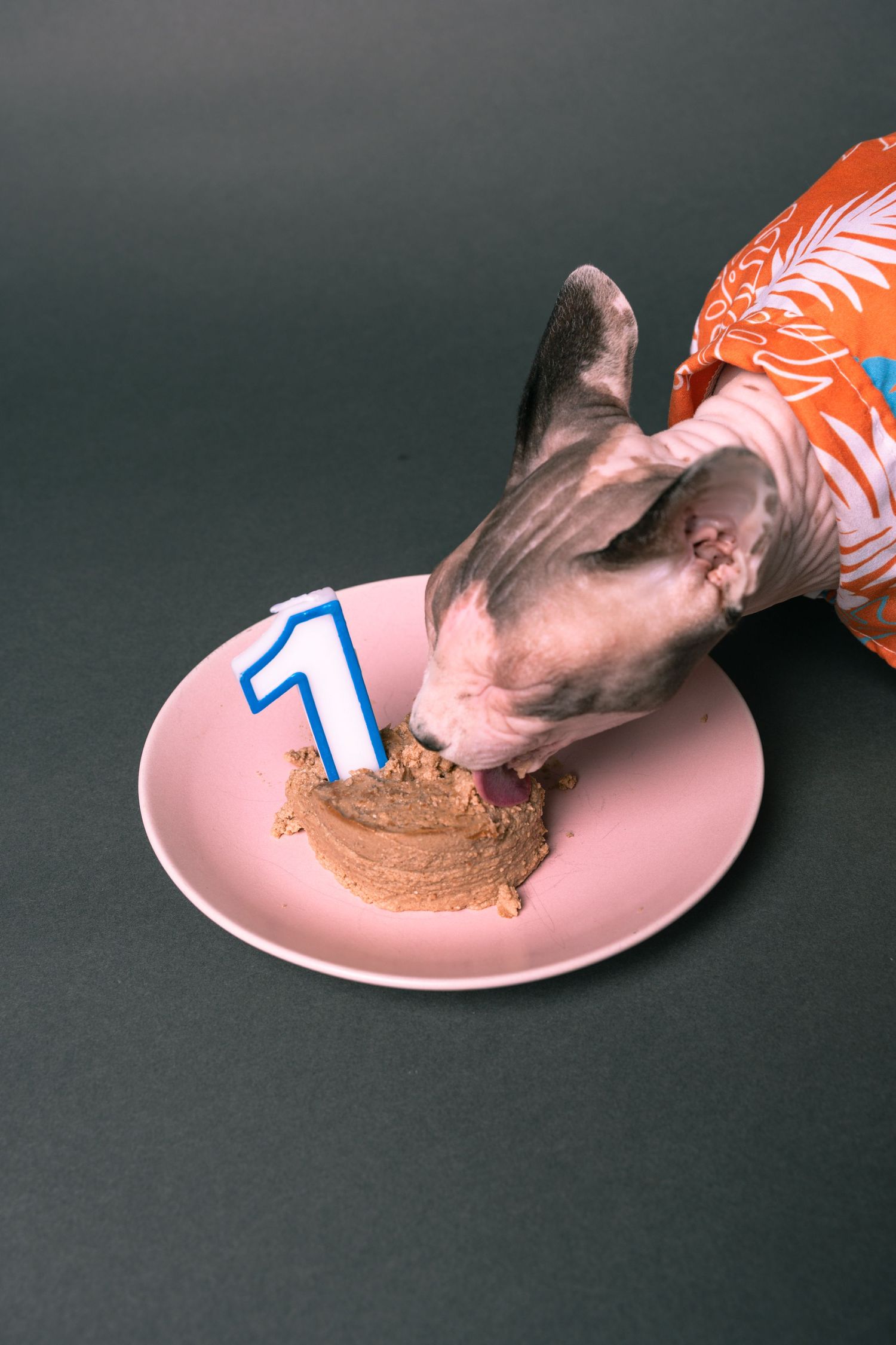 Hairless Sphynx cat in orange floral shirt eating birthday cake with number 1 candle on pink plate.