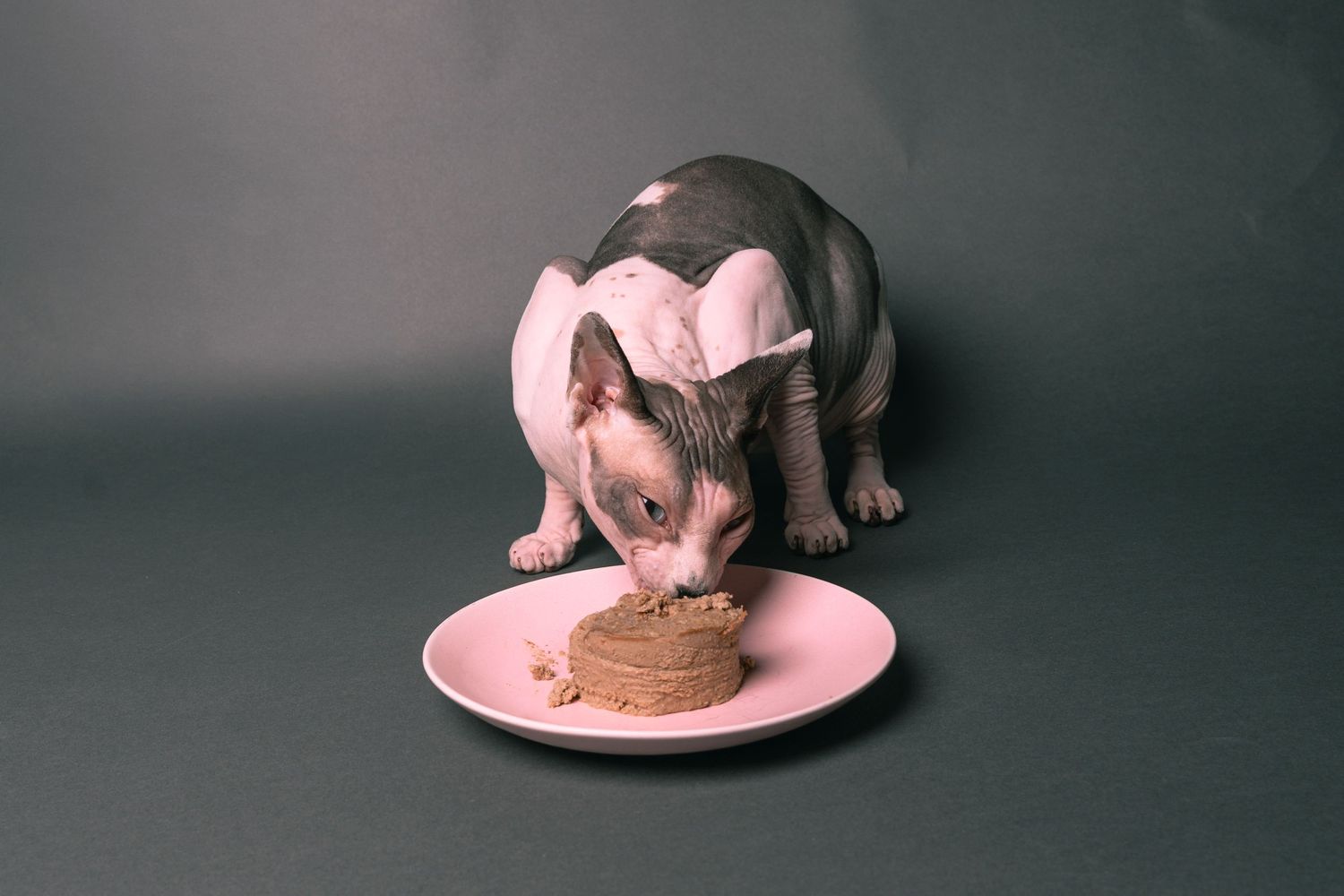 A hairless Sphynx cat eating food from a pink plate on a gray background.