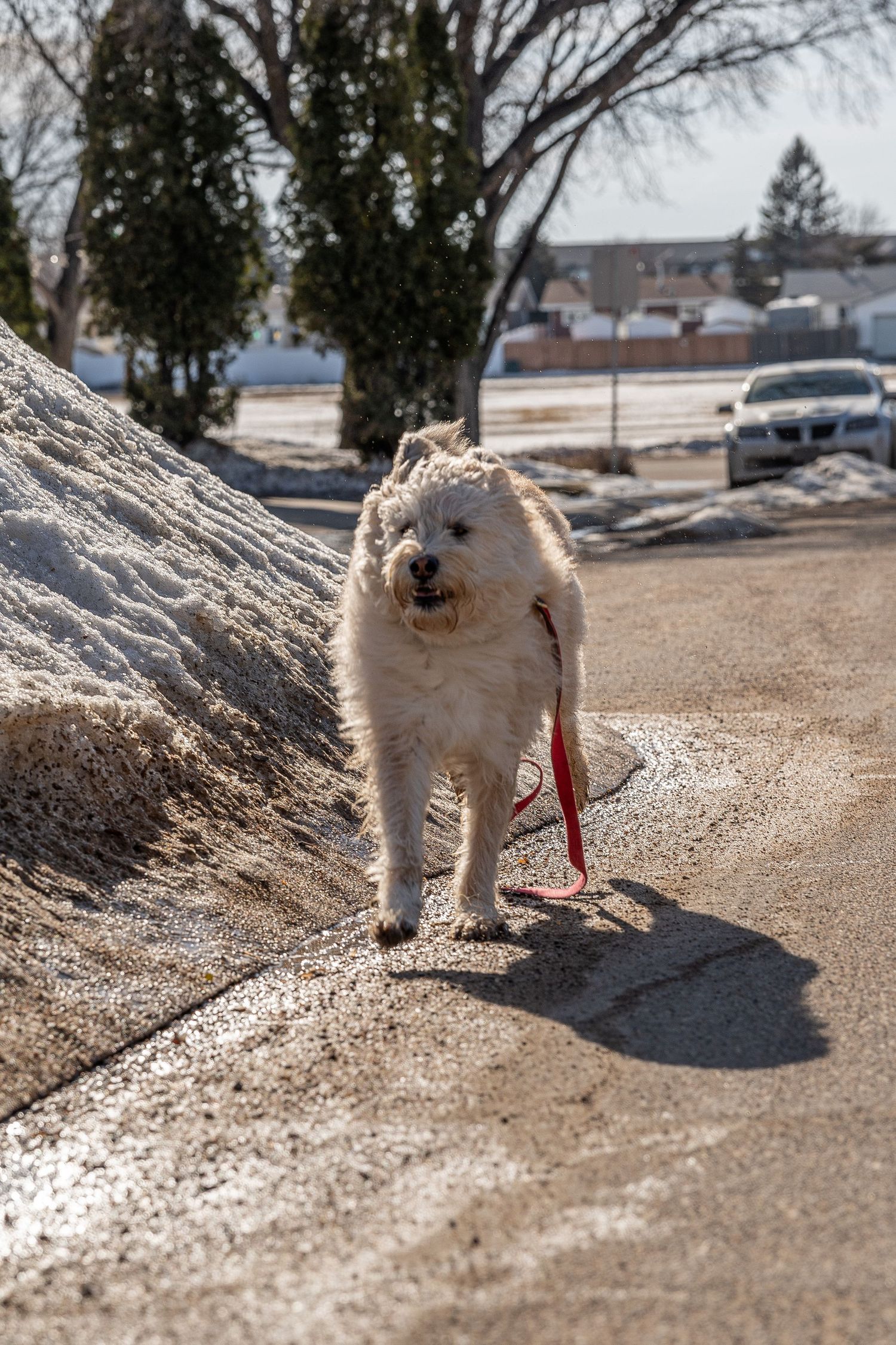 Fluffy white dog on a red leash standing on a wet driveway beside a snow pile on a sunny winter day.