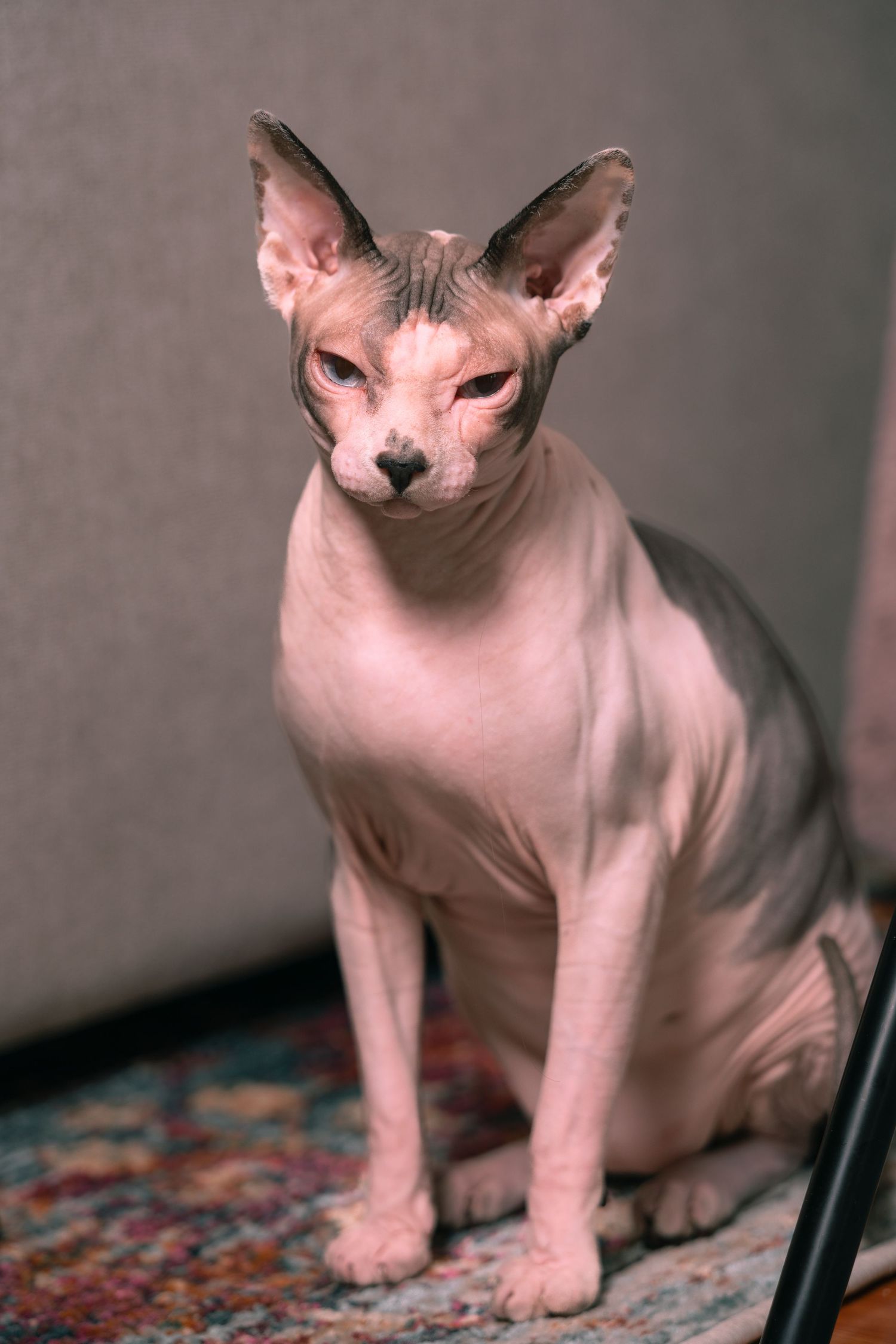A hairless Sphynx cat with large ears sits upright on a patterned rug, gazing forward with an intense expression.