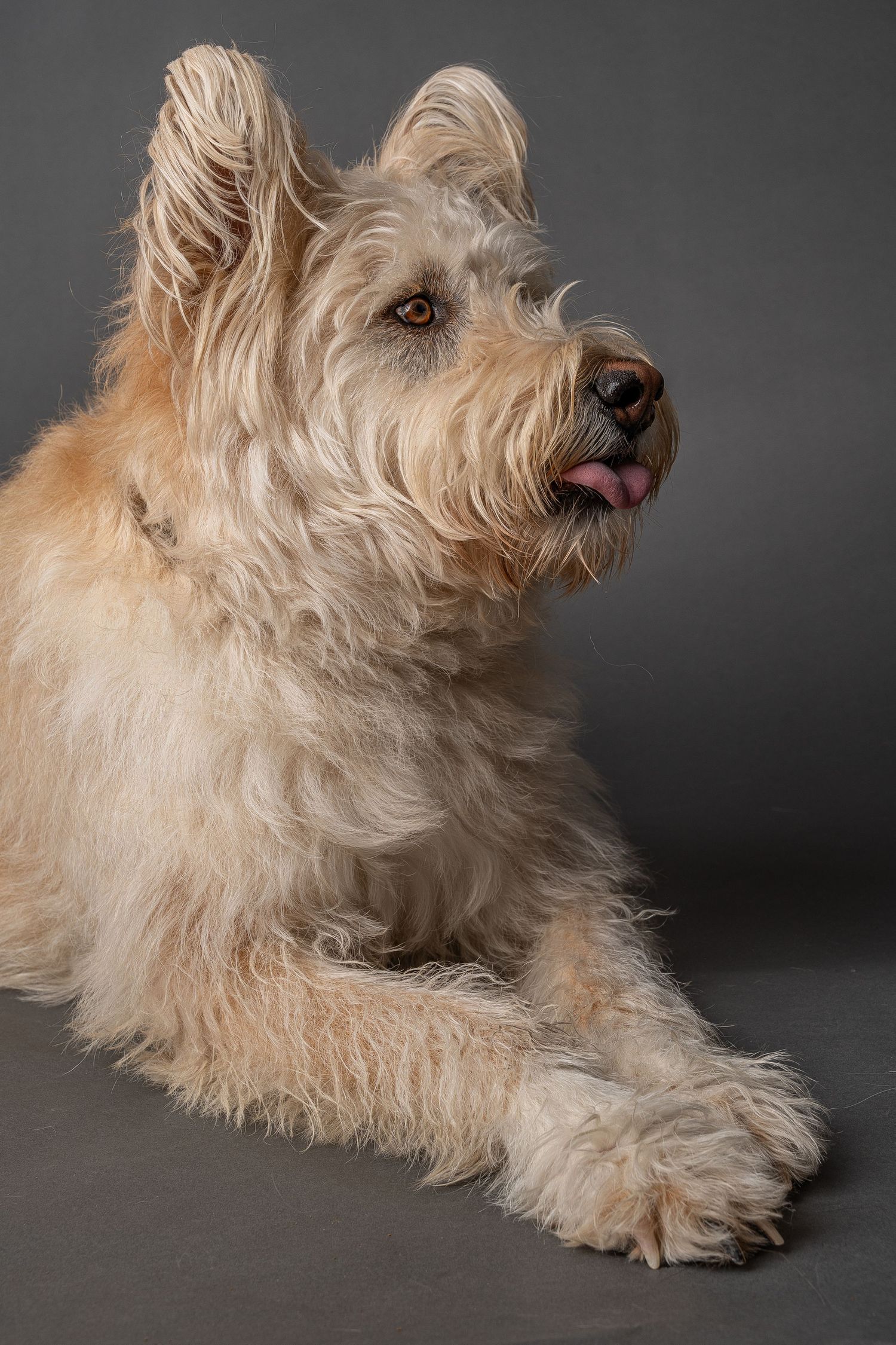 A fluffy cream-colored terrier dog with tongue out lying down against a gray studio background.