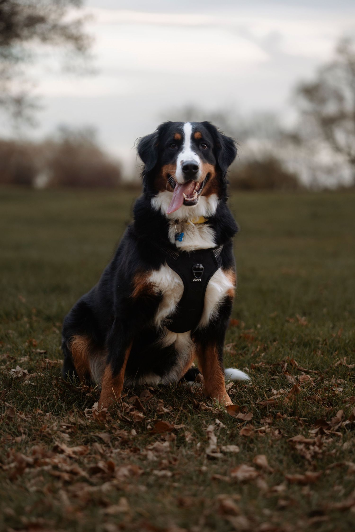 Bernese Mountain Dog sitting on grass wearing a black harness, tongue out, in an outdoor park setting during overcast weather.