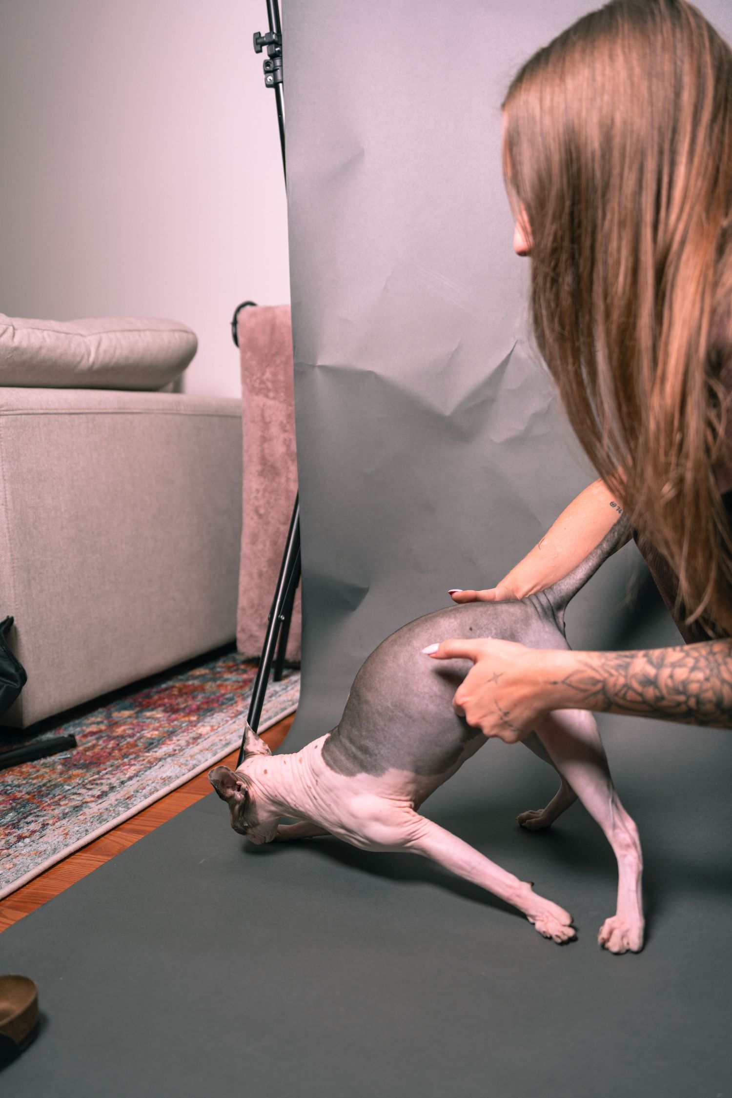 A woman with long hair and tattoos poses a hairless Sphynx cat on a gray backdrop in a photography studio.