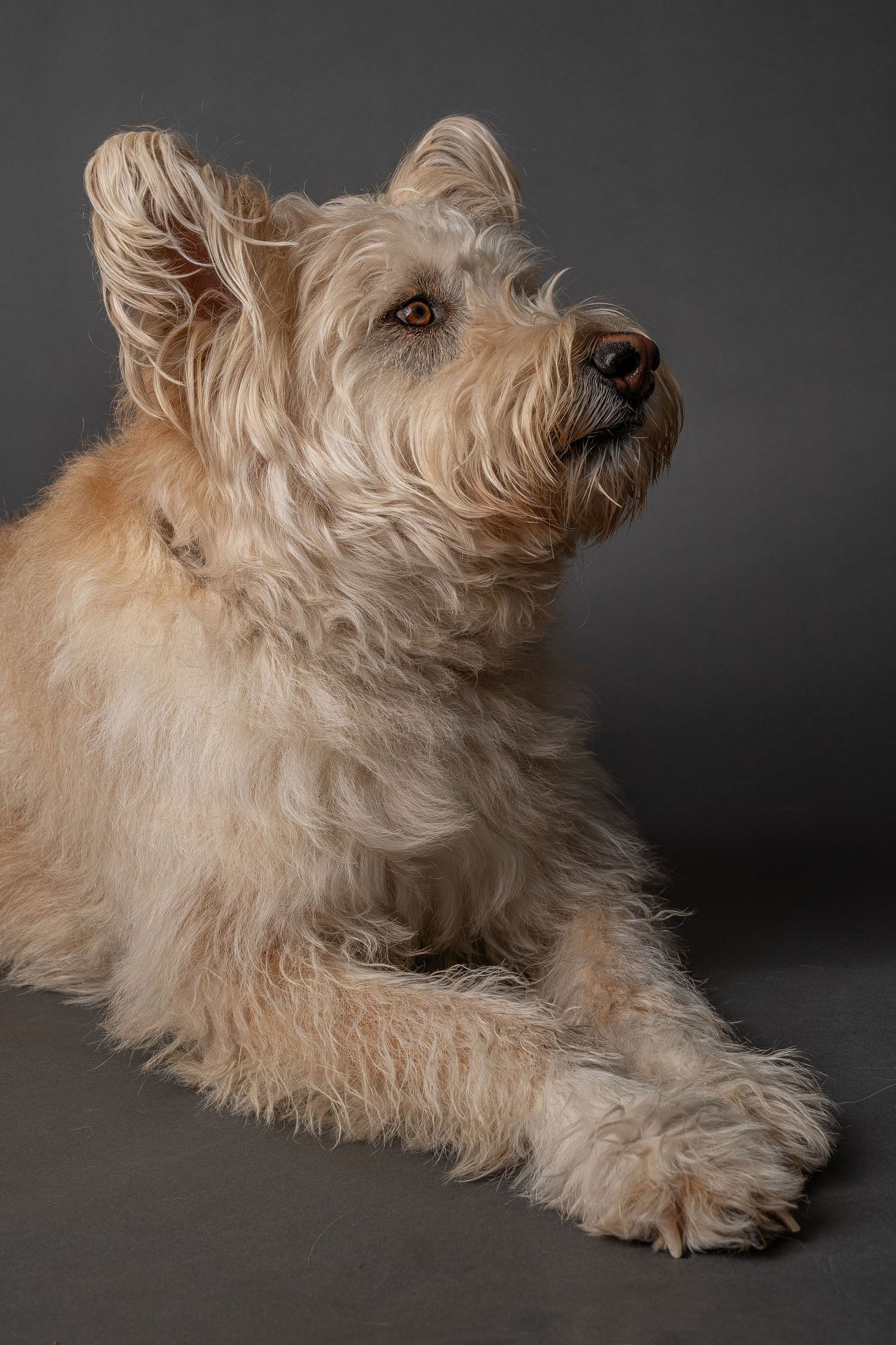 A fluffy cream-colored terrier mix dog lying down against a gray studio background, looking upward attentively.