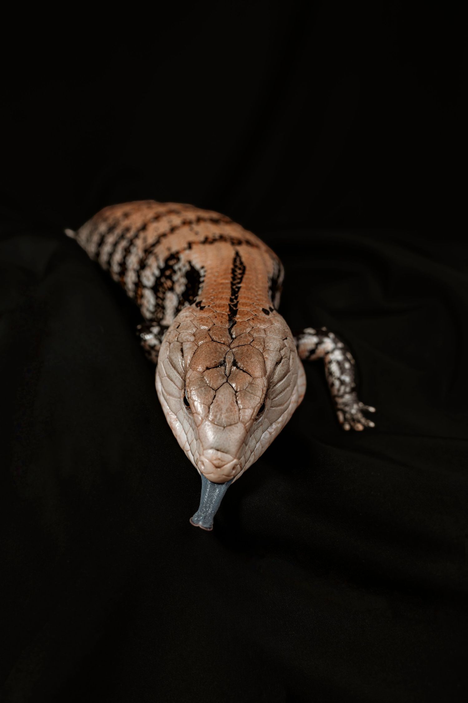Blue-tongued skink lizard with orange and black striped pattern displaying its distinctive blue tongue on dark background.