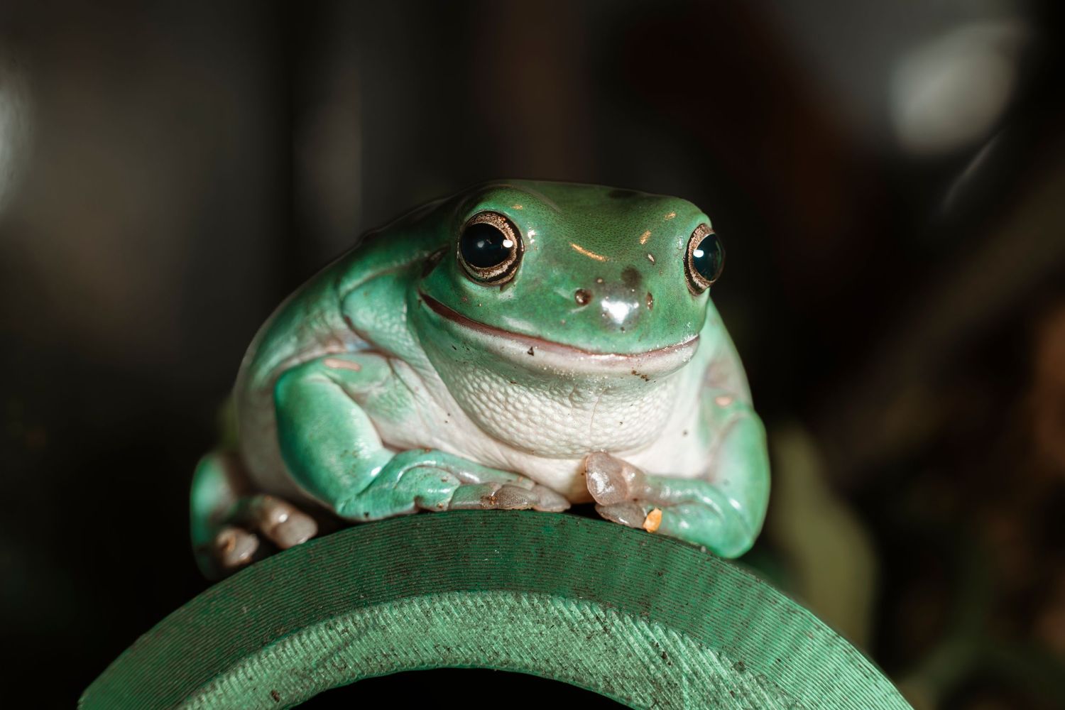 A plump green tree frog perched on a curved green hose, looking forward with bright eyes.