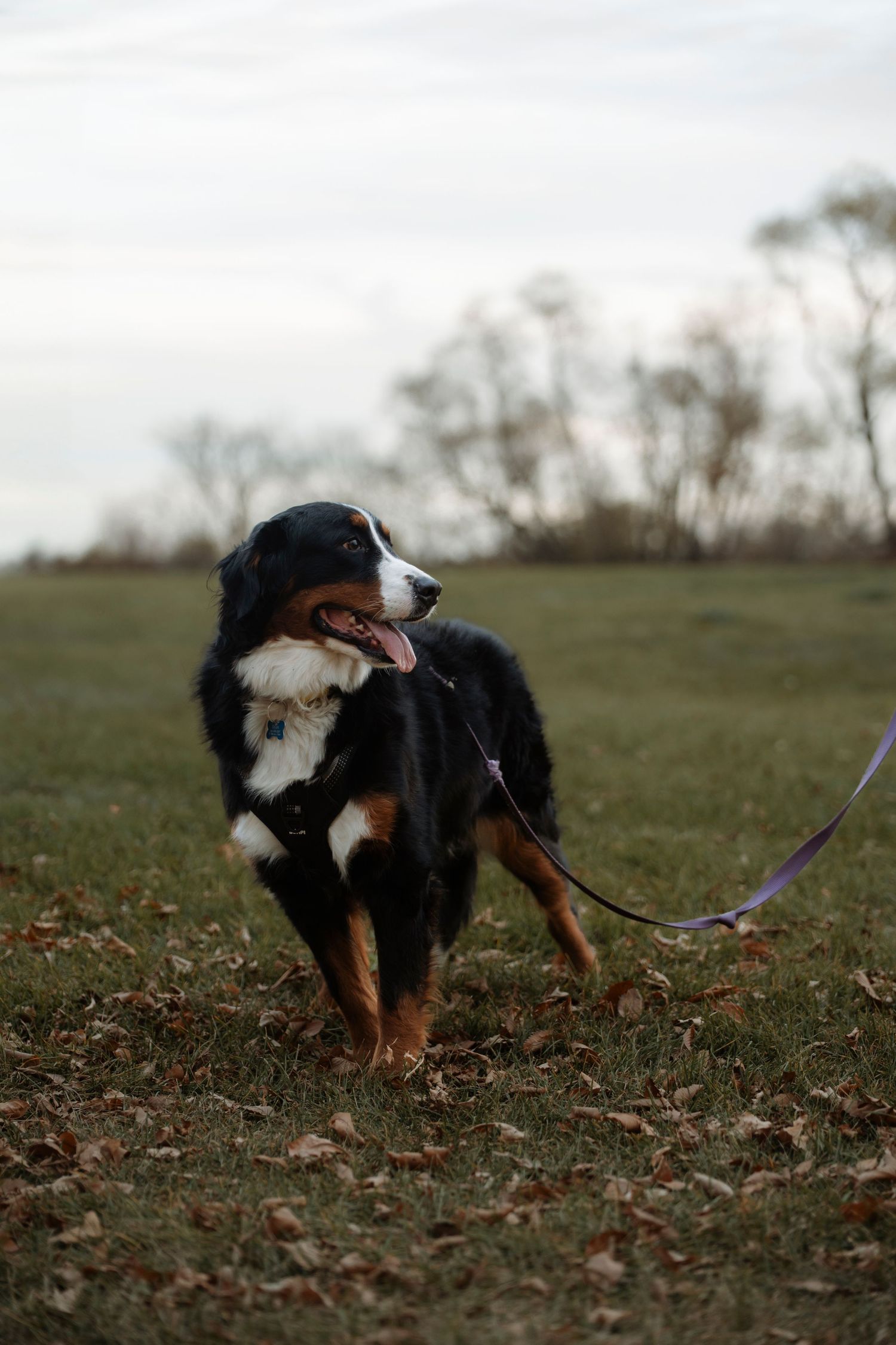 Bernese Mountain Dog on a leash standing in a grassy field with autumn leaves, tongue out, on a cloudy day.