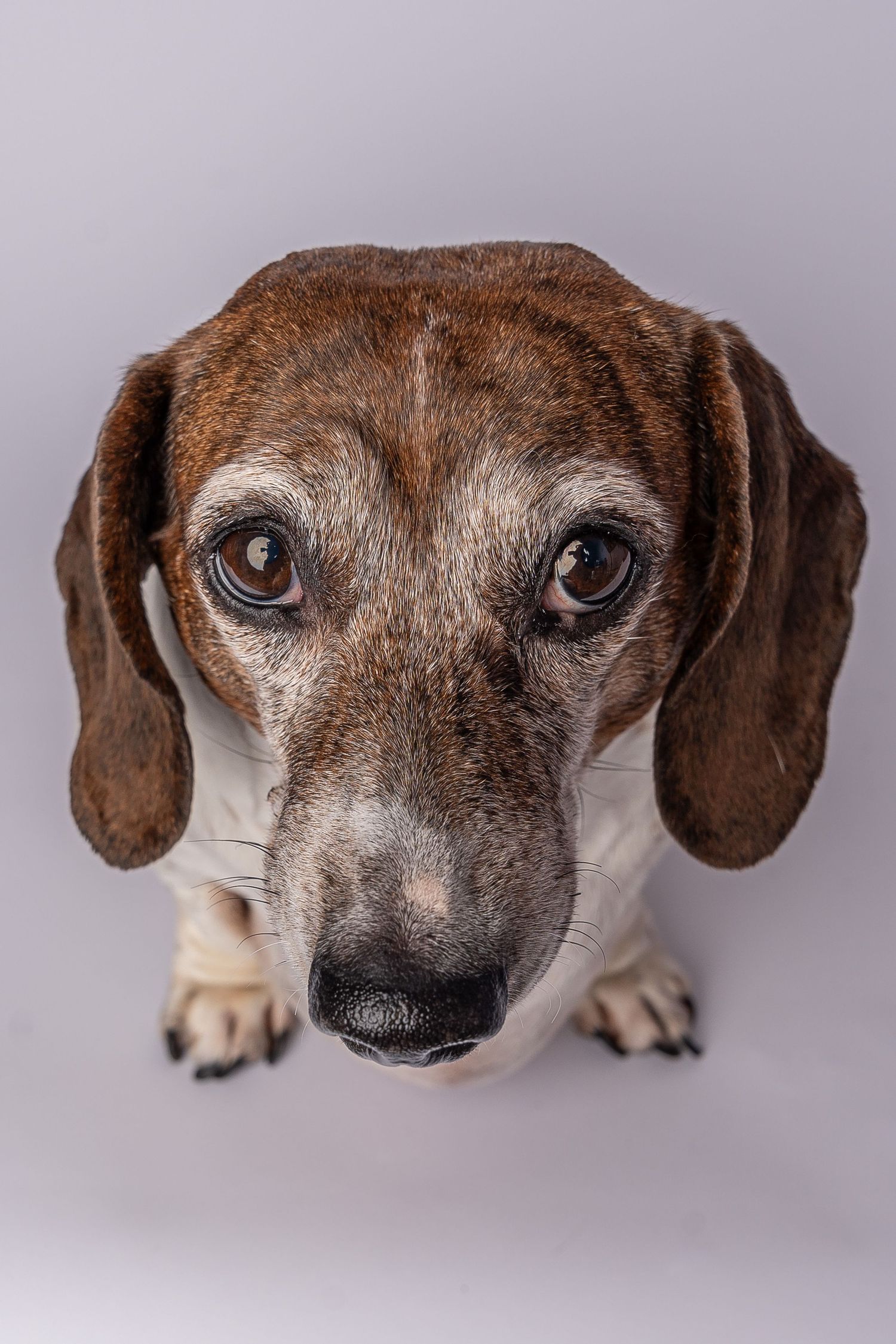 Close-up portrait of an elderly dachshund dog with soulful brown eyes and graying muzzle on gray background.Saskatchewan Photographer.