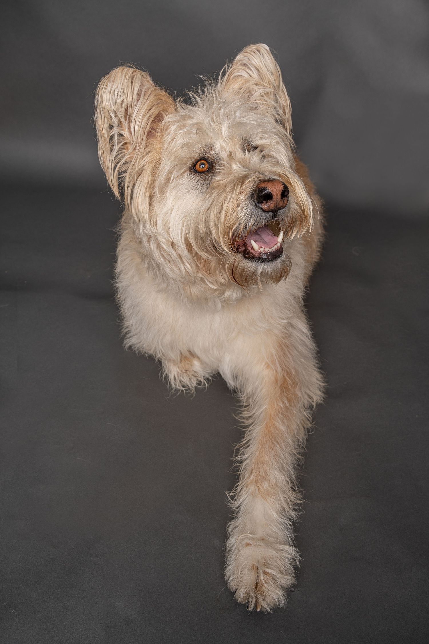 A fluffy cream-colored terrier mix dog sits against a gray background with mouth open and one paw raised.