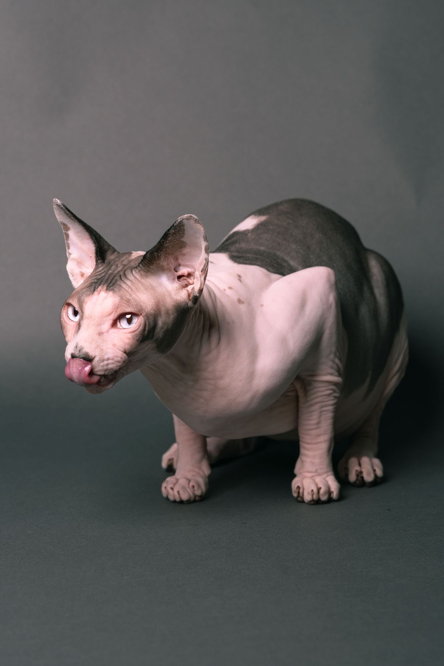 A hairless Sphynx cat with blue eyes sticking out its tongue, sitting against a gray background.