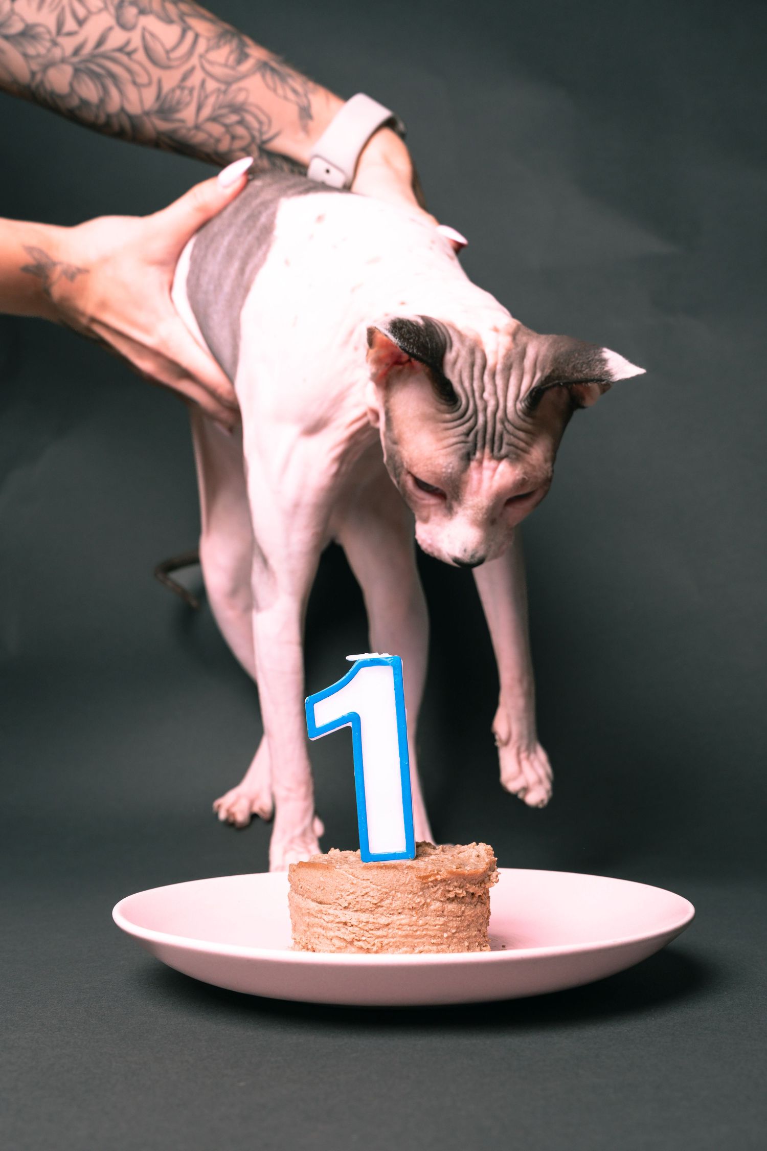 A hairless Sphynx cat being held over a small birthday cake with a number one candle on a pink plate.