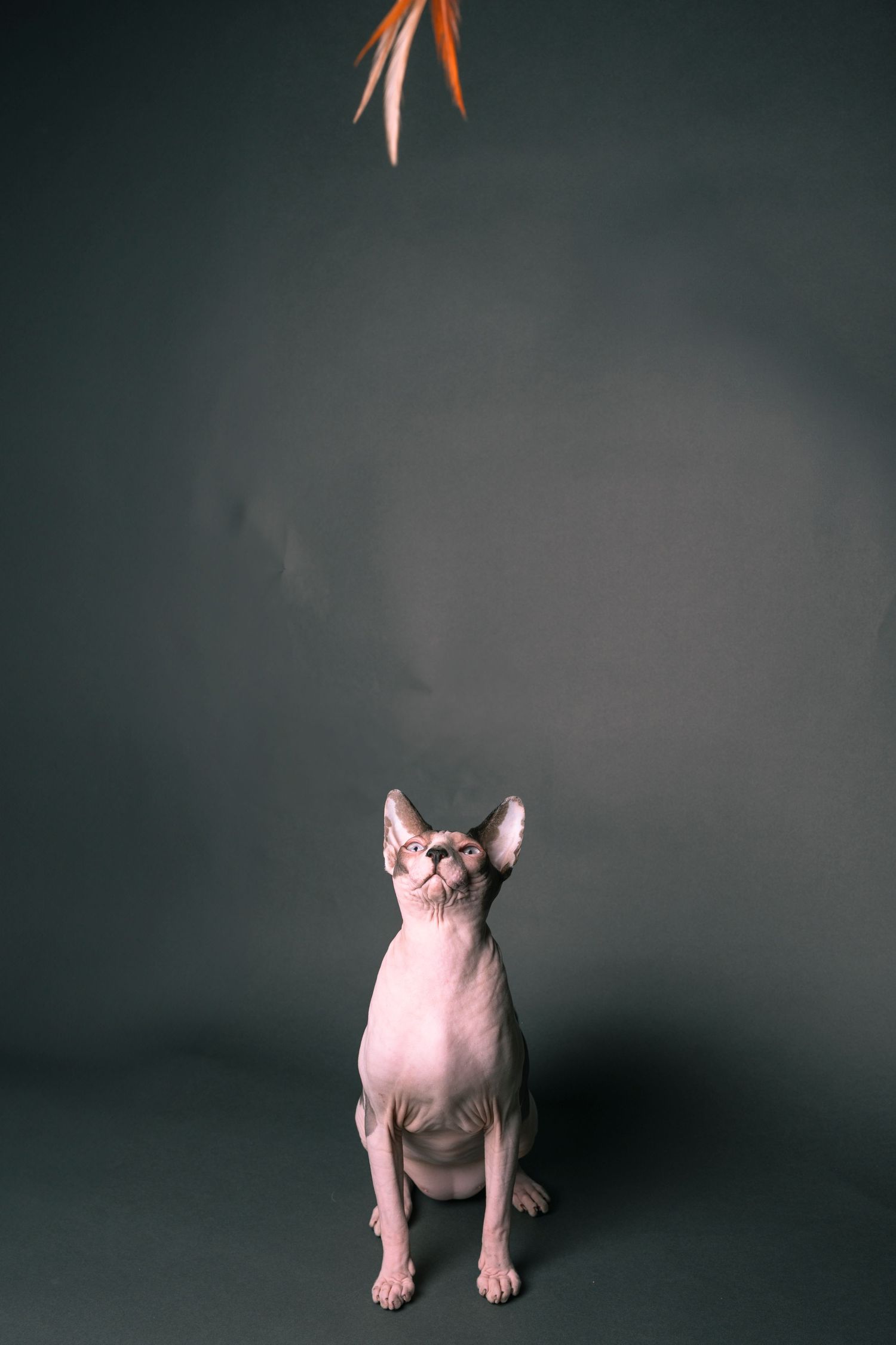 A hairless Sphynx cat sits on a gray background, gazing upward at orange feathers dangling above.