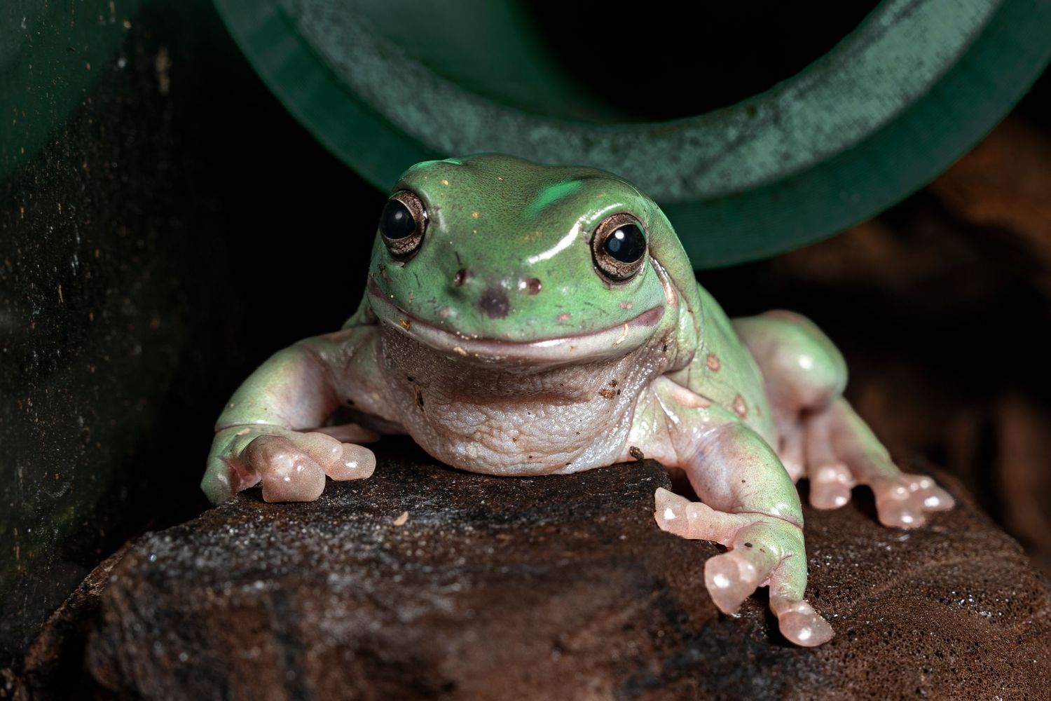 A vibrant green White's tree frog perched on dark rocks near a green pipe, showcasing its large eyes and pale belly.