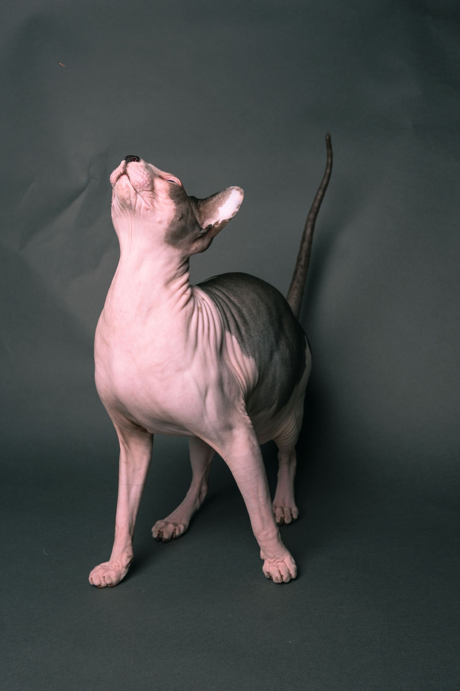 A hairless Sphynx cat stands on a dark background, looking upward with its tail raised gracefully.