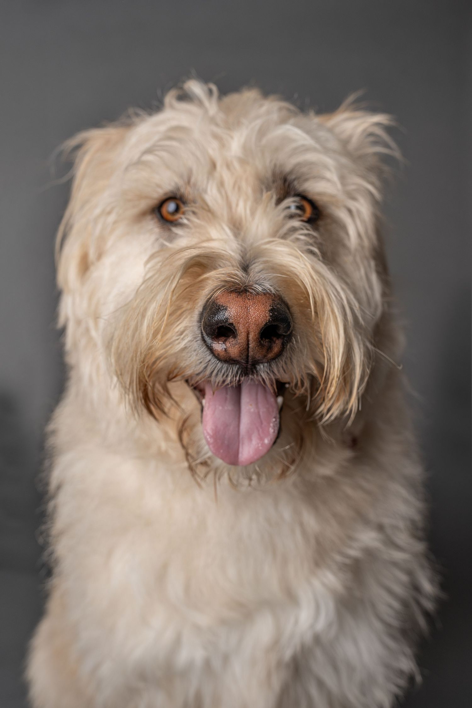 Fluffy cream-colored dog with tongue out poses against gray background in studio portrait photo.