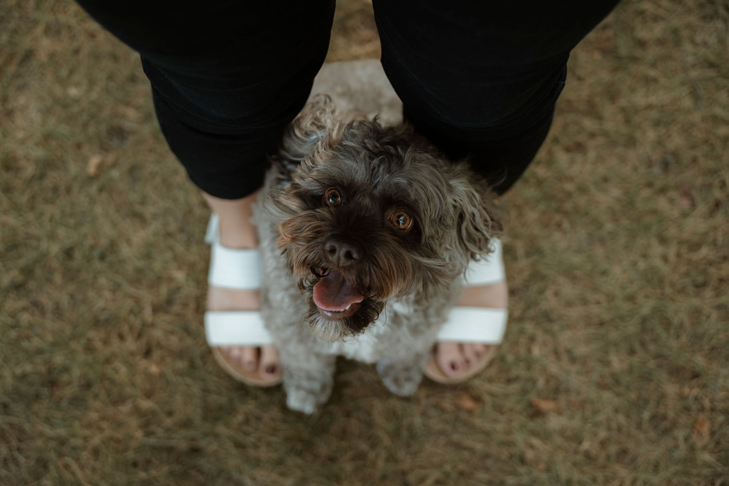 Small fluffy dog looking up at camera between owner's feet wearing white sandals on grass.