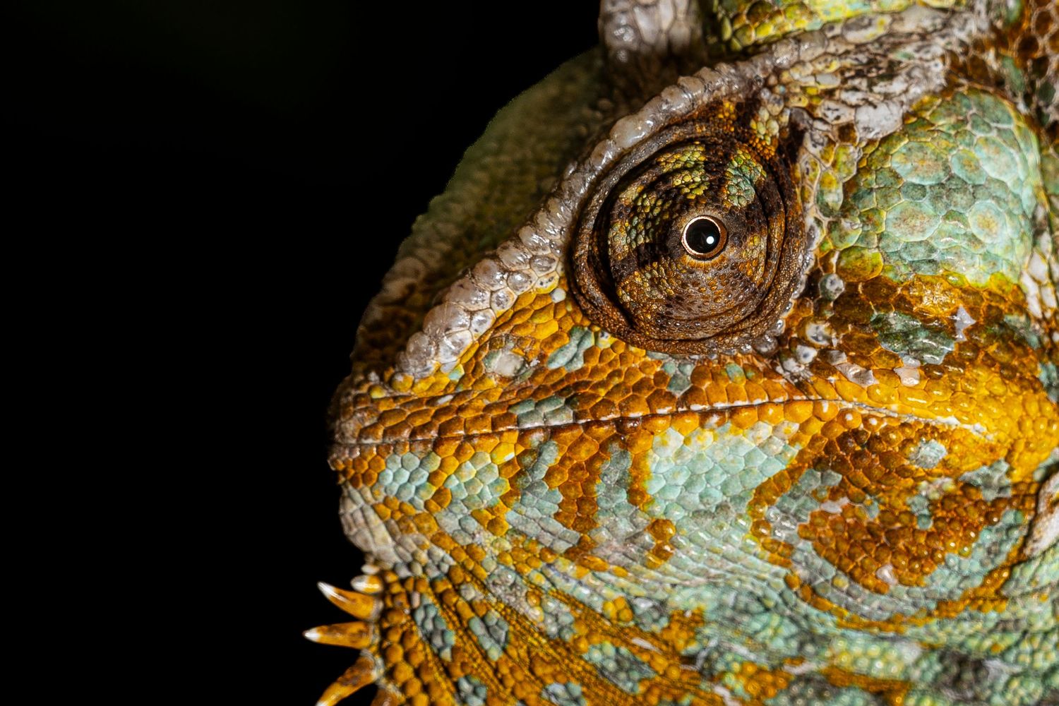 Close-up of a vibrant veiled chameleon showcasing intricate green and orange scales with a detailed eye.