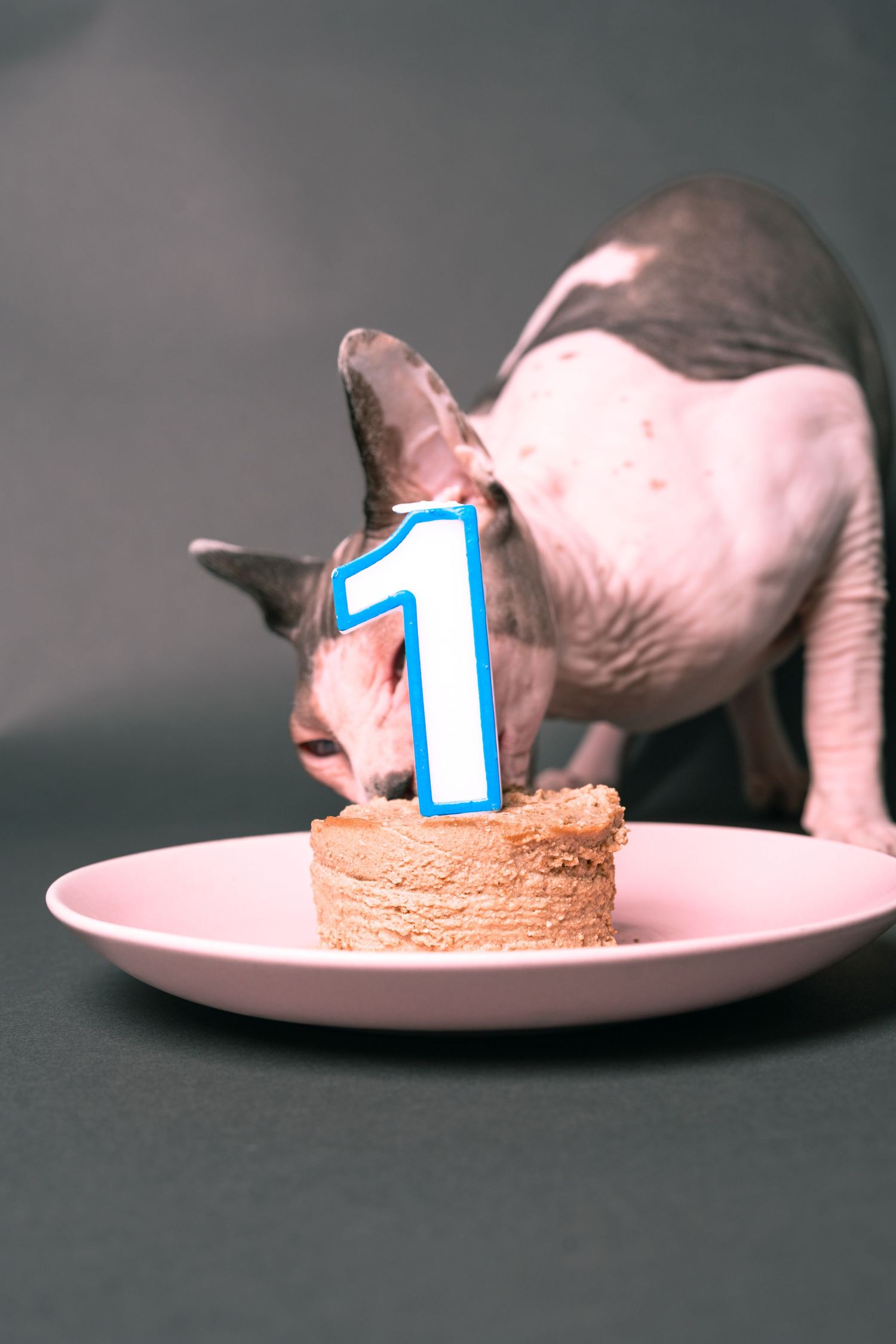 A hairless Sphynx cat eating a small birthday cake with a number 1 candle on a pink plate, celebrating its first birthday.
