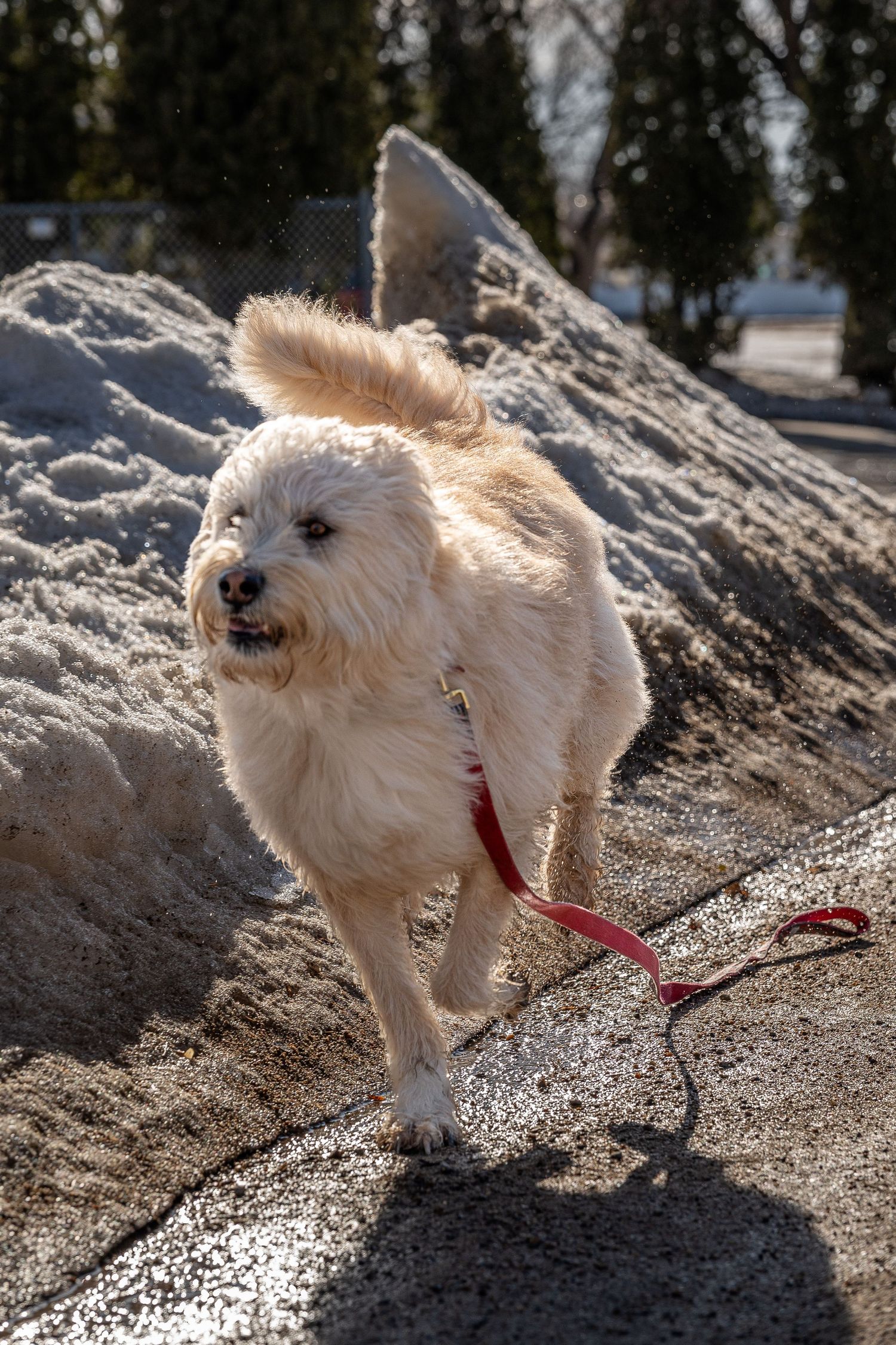 Fluffy white dog on a red leash walking near a snow pile on a sunny winter day. Saskatchewan Photographer.